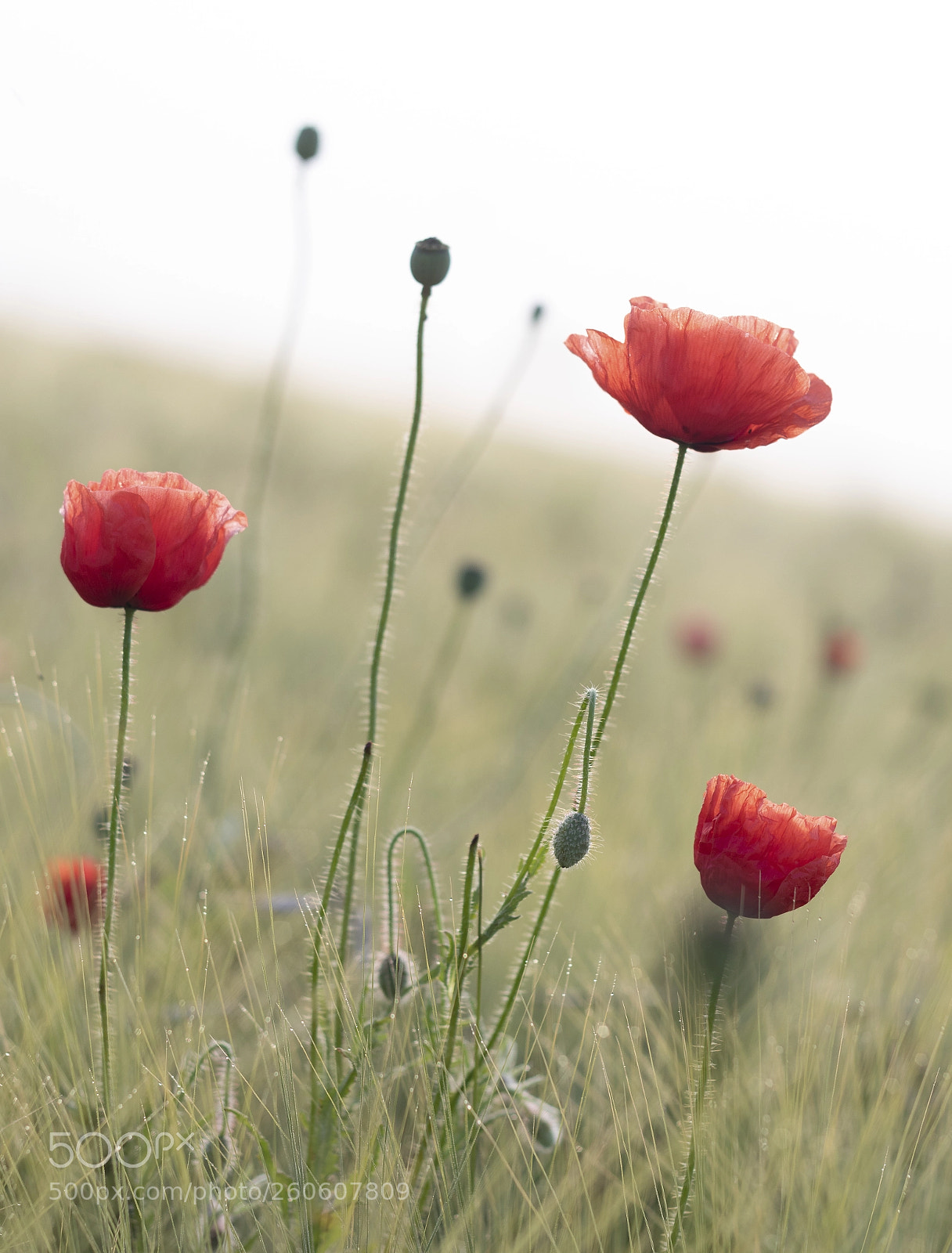 Canon EOS 80D sample photo. Red poppy photography