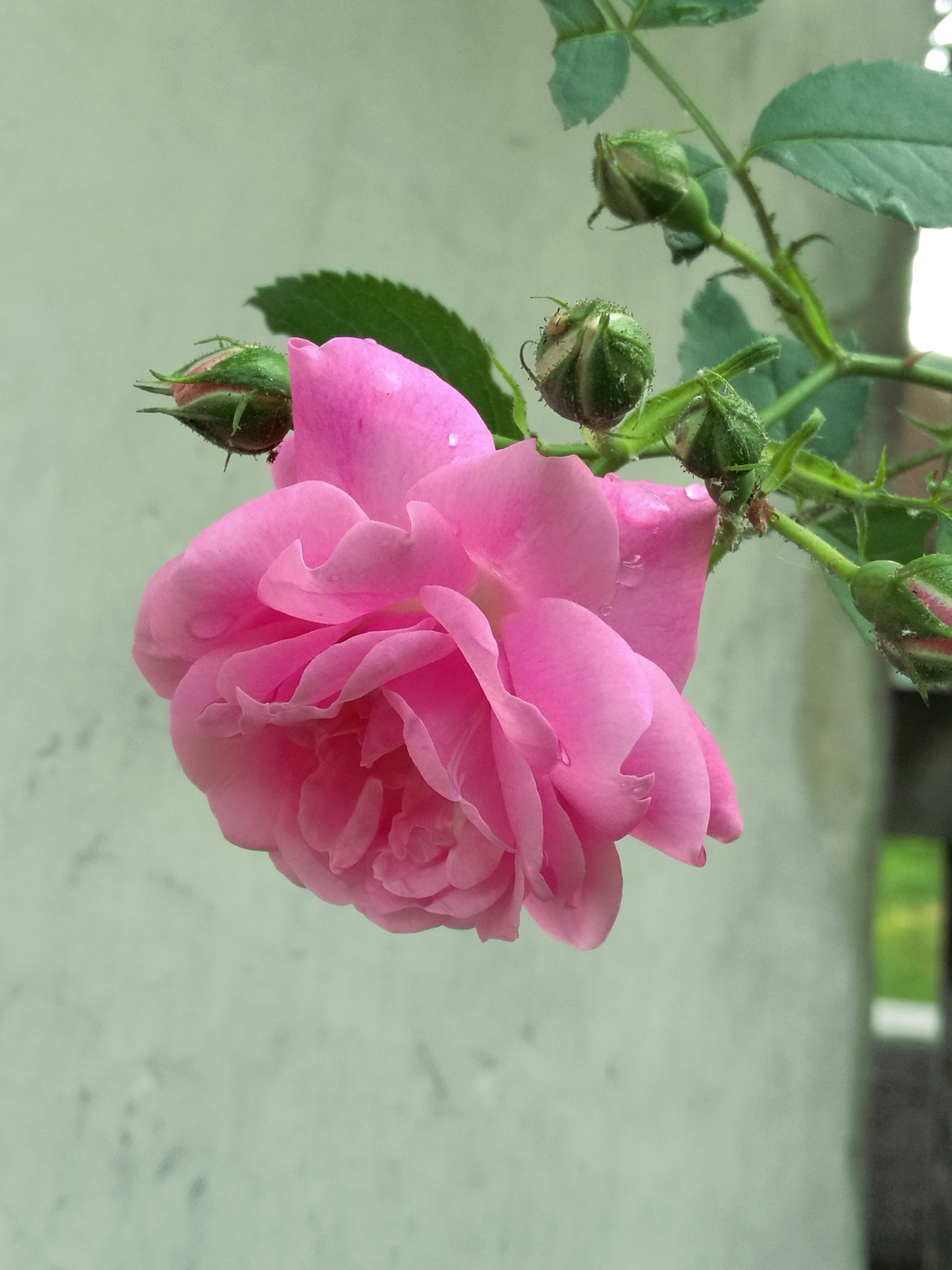 HUAWEI Mate 8 sample photo. Roses photography