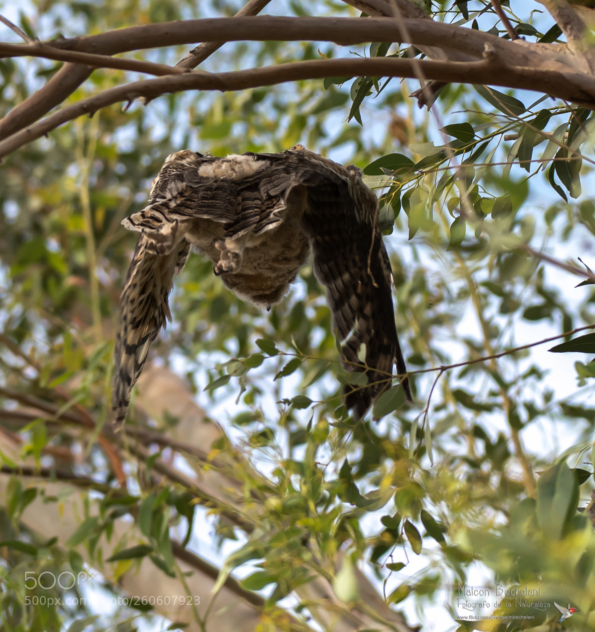 Nikon D810 sample photo. Mbs photography