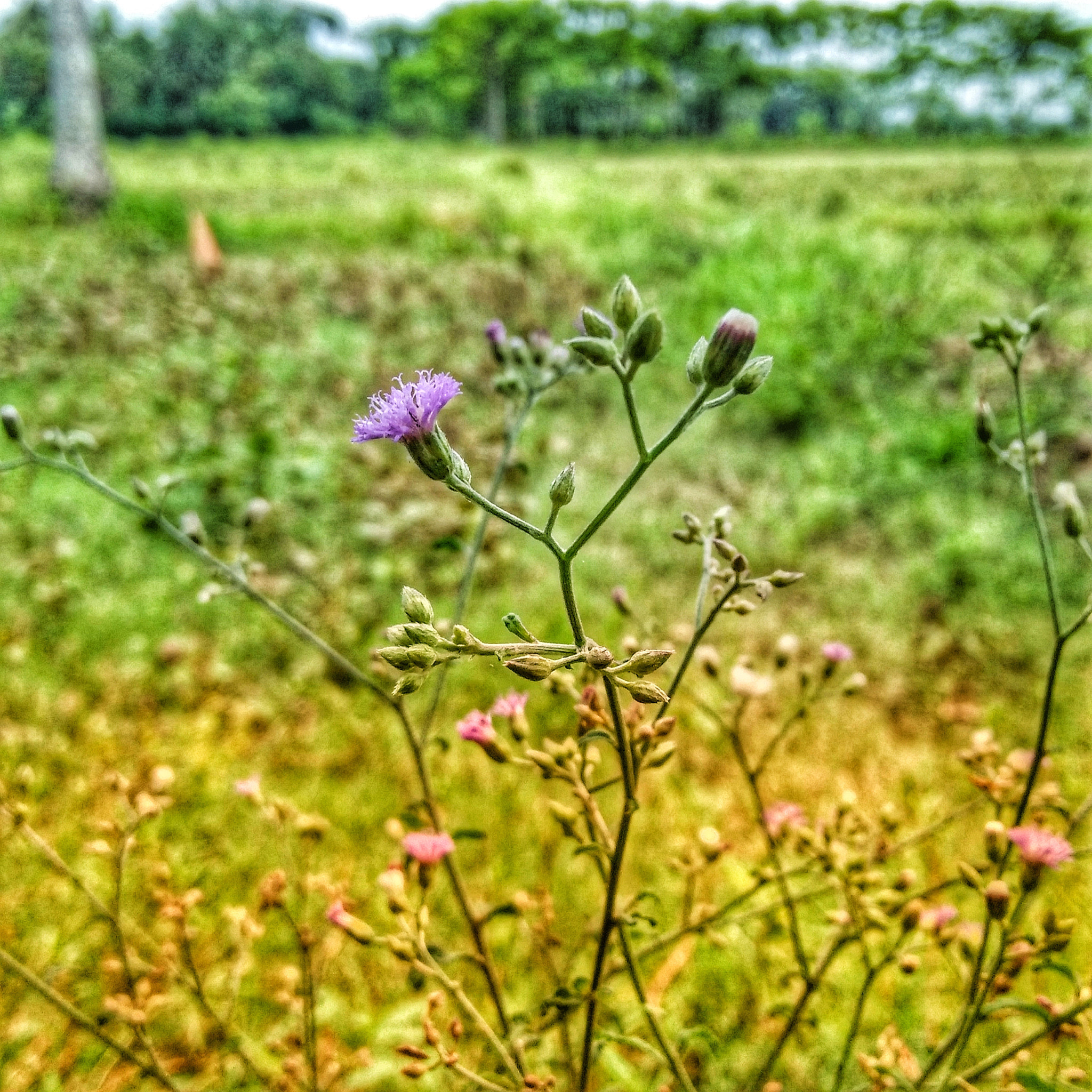 OPPO A37fw-International sample photo. Nothing photography