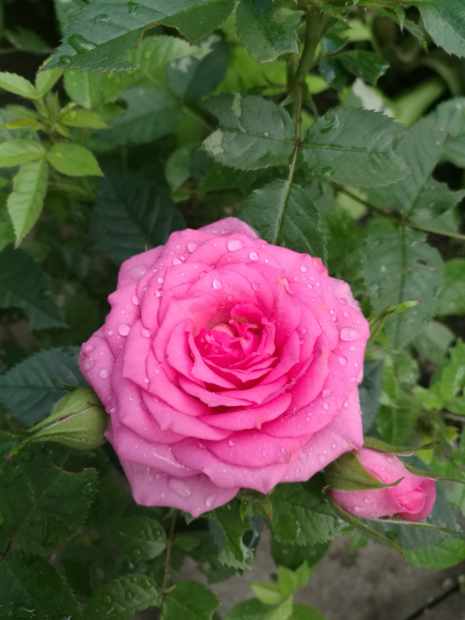 HUAWEI Mate 8 sample photo. In rain photography