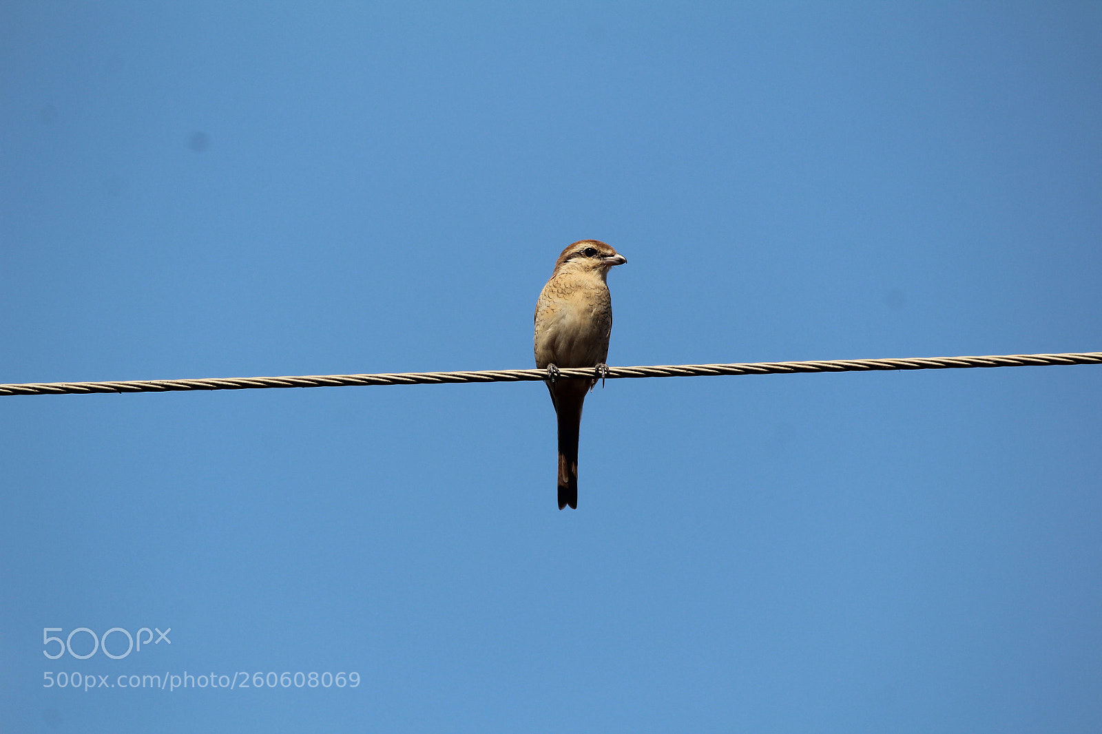 Canon EF-S 55-250mm F4-5.6 IS II sample photo. Img bird photography