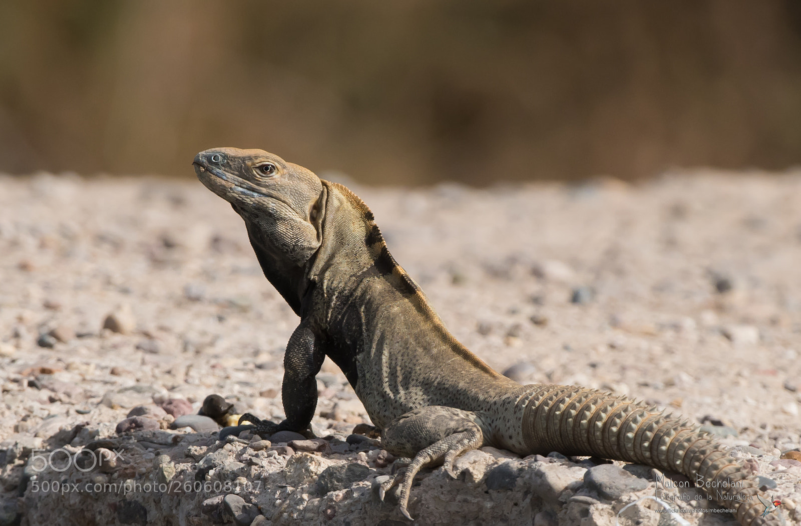 Nikon D810 sample photo. Mbs photography