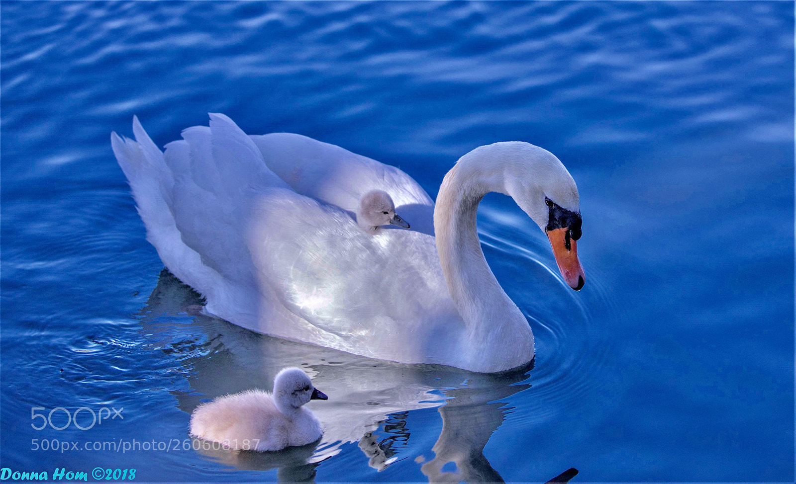 Canon EOS 5D Mark IV sample photo. Untitled photography