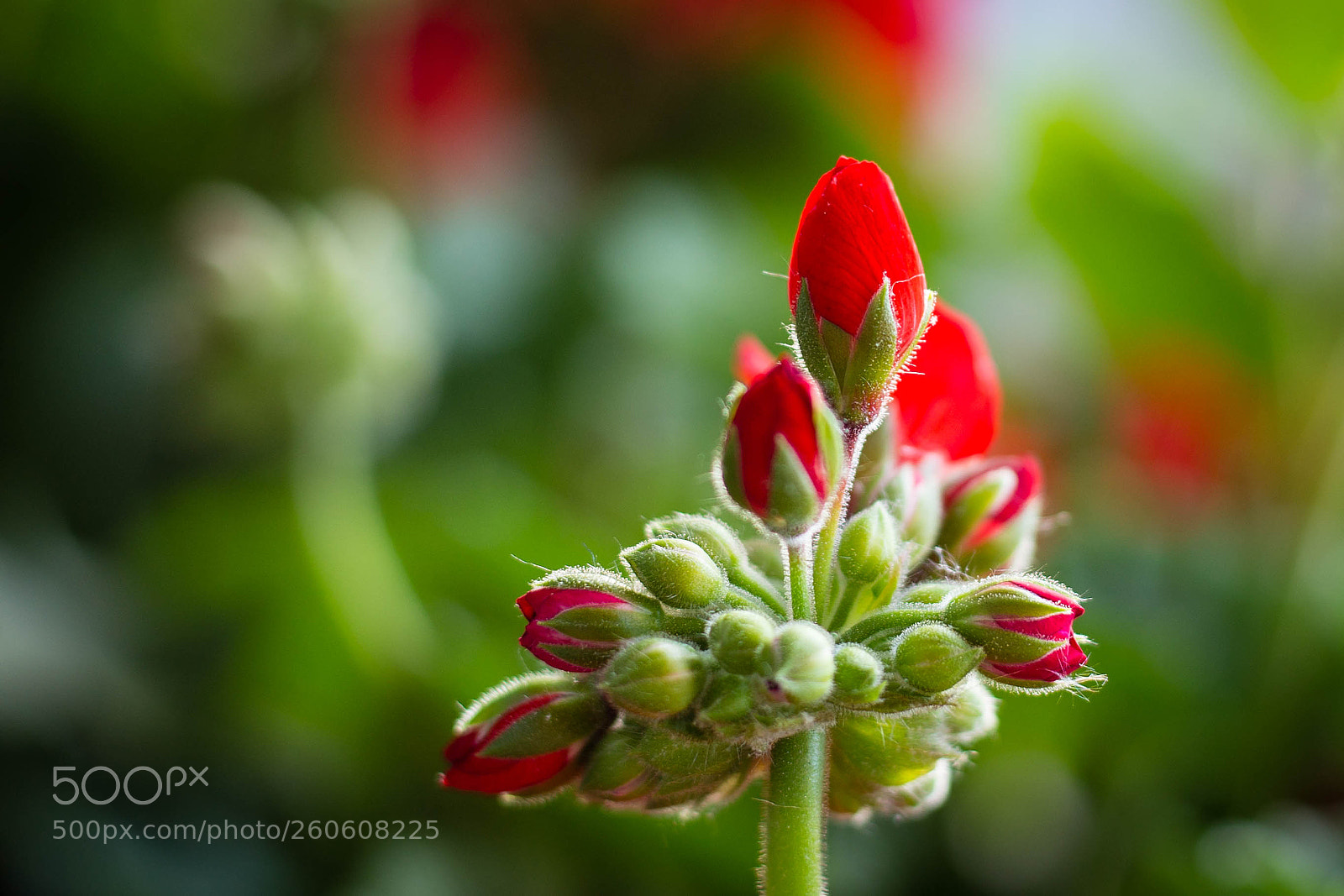 Canon EOS 6D sample photo. Geranium bud photography