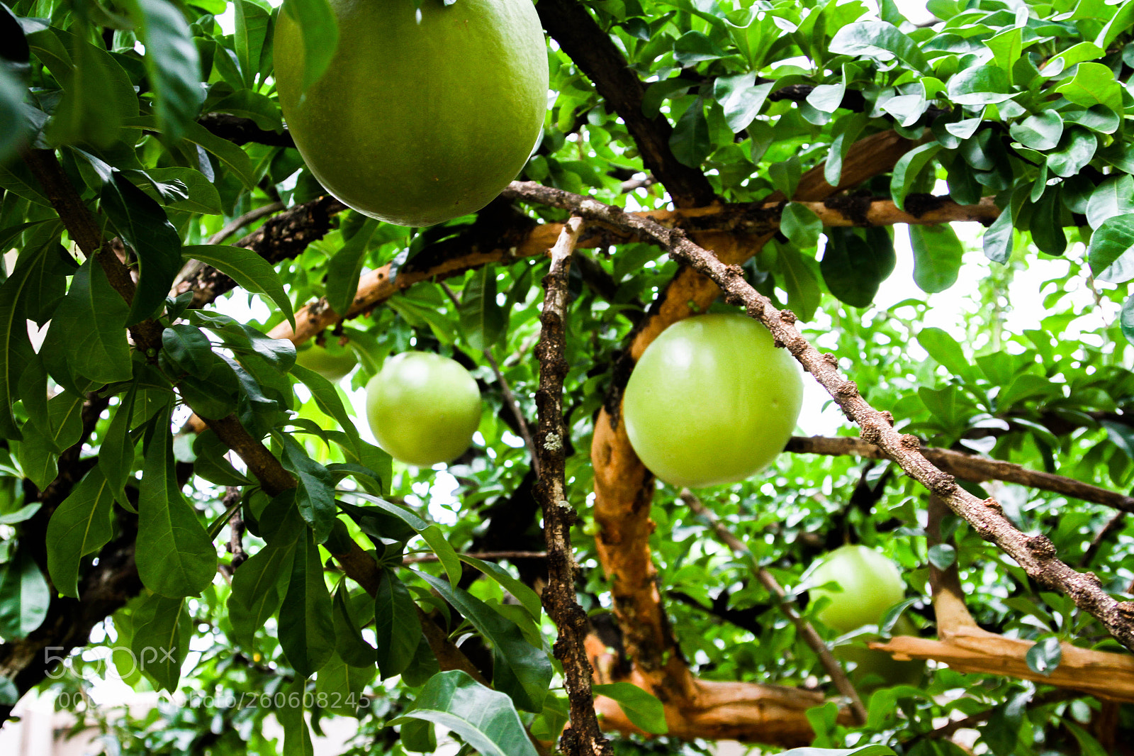 Canon EOS 7D sample photo. Calabash tree photography