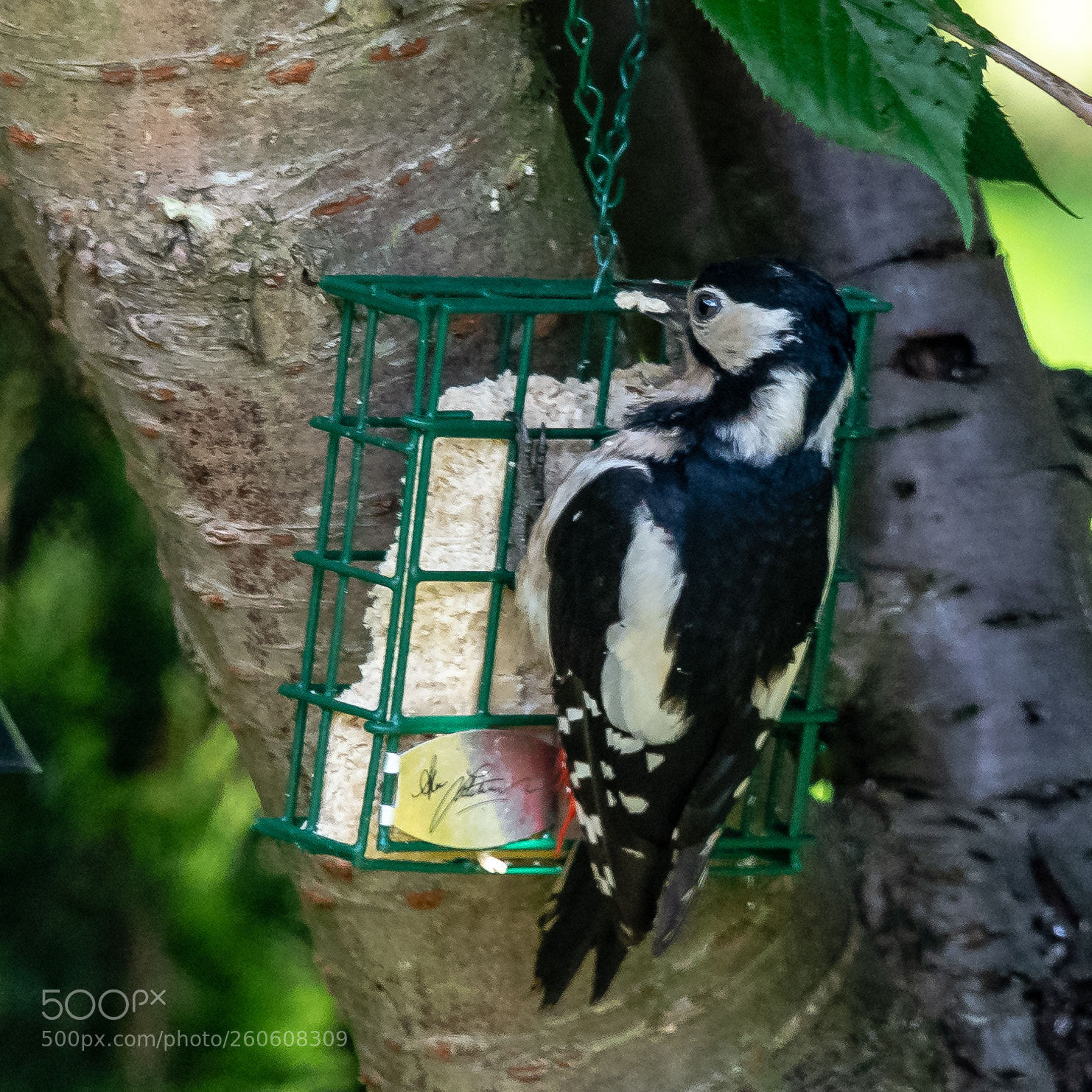 Nikon D850 sample photo. Spotted pecker photography