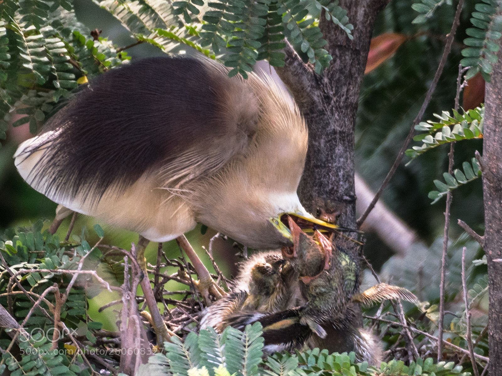 Nikon D5300 sample photo. Ravenous brood !!!! photography