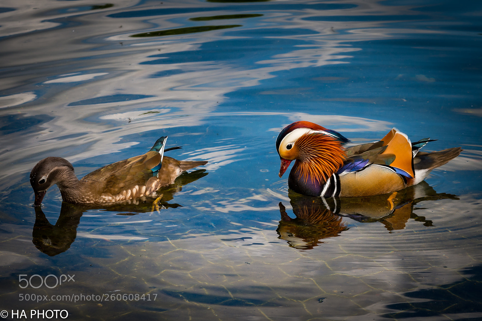 Nikon D800 sample photo. Colorful mandarin duck couple photography