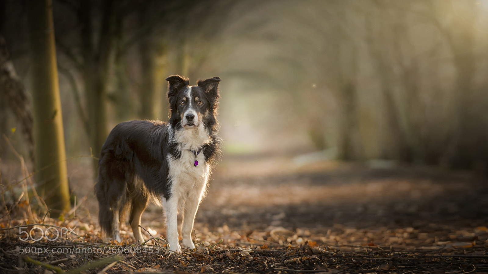 Nikon D610 sample photo. Thru willows walk photography