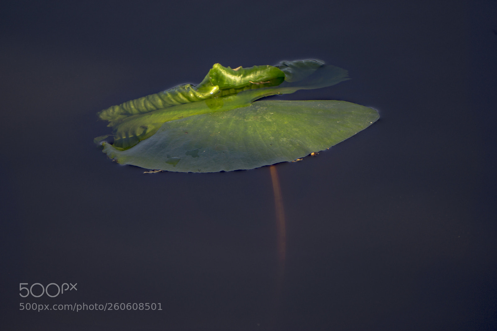 Sony a6000 sample photo. Beauty... photography