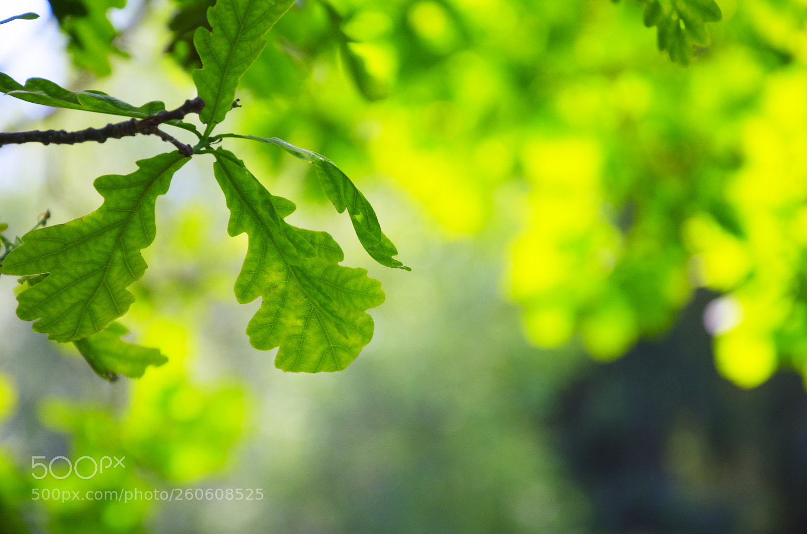 Nikon D5100 sample photo. Spring greenery photography