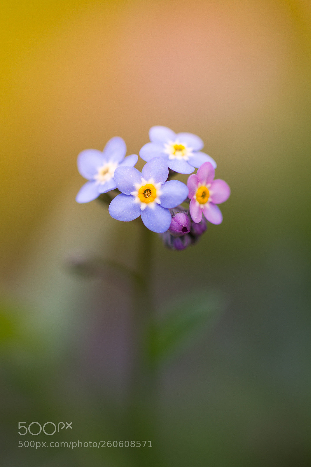 Canon EOS 7D sample photo. Spring garden flower series photography