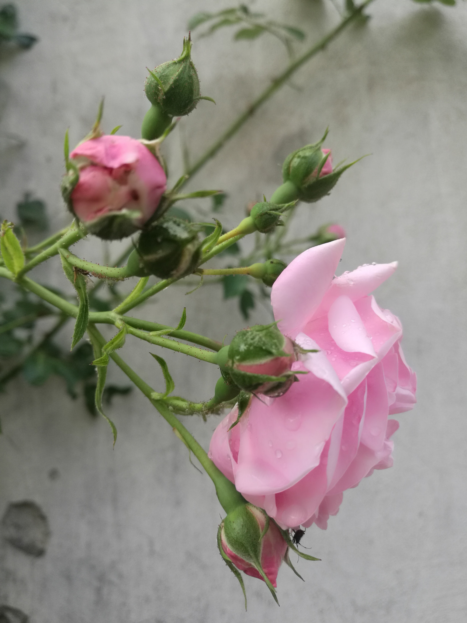 HUAWEI Mate 8 sample photo. Dog roses photography