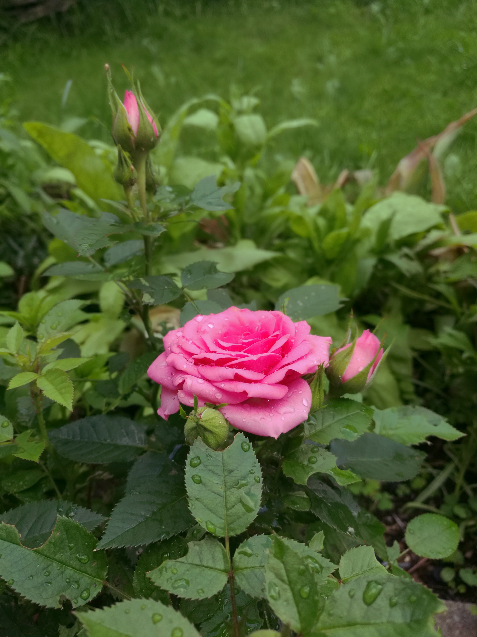 HUAWEI Mate 8 sample photo. Tea rose photography