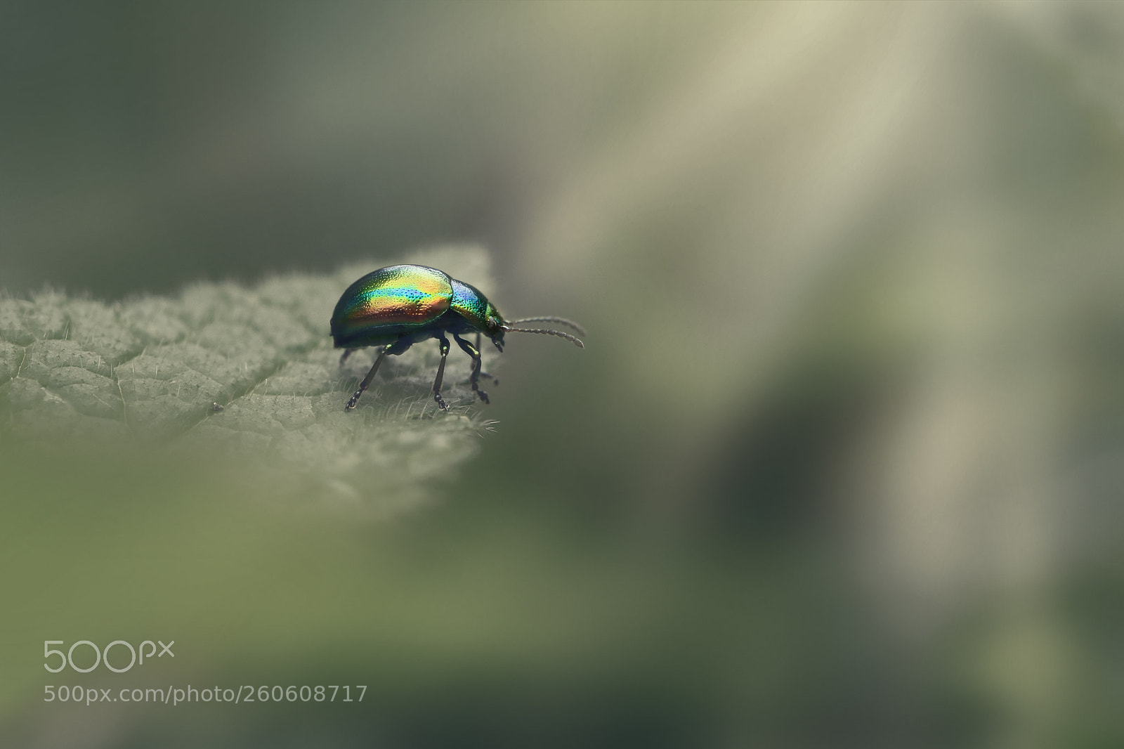 Canon EOS 80D sample photo. Beatle photography