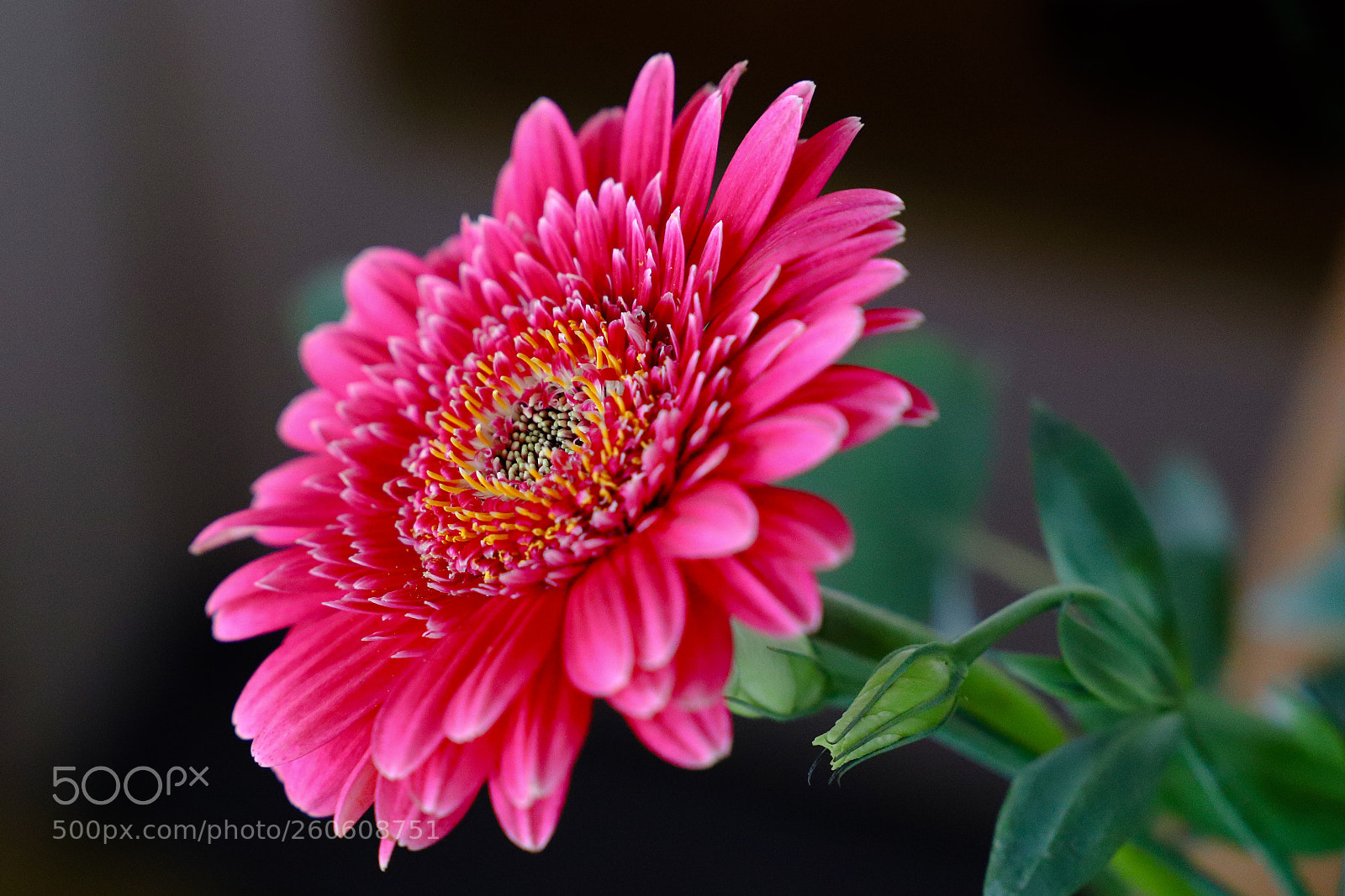 Canon EOS 6D Mark II sample photo. Gardens beauty photography