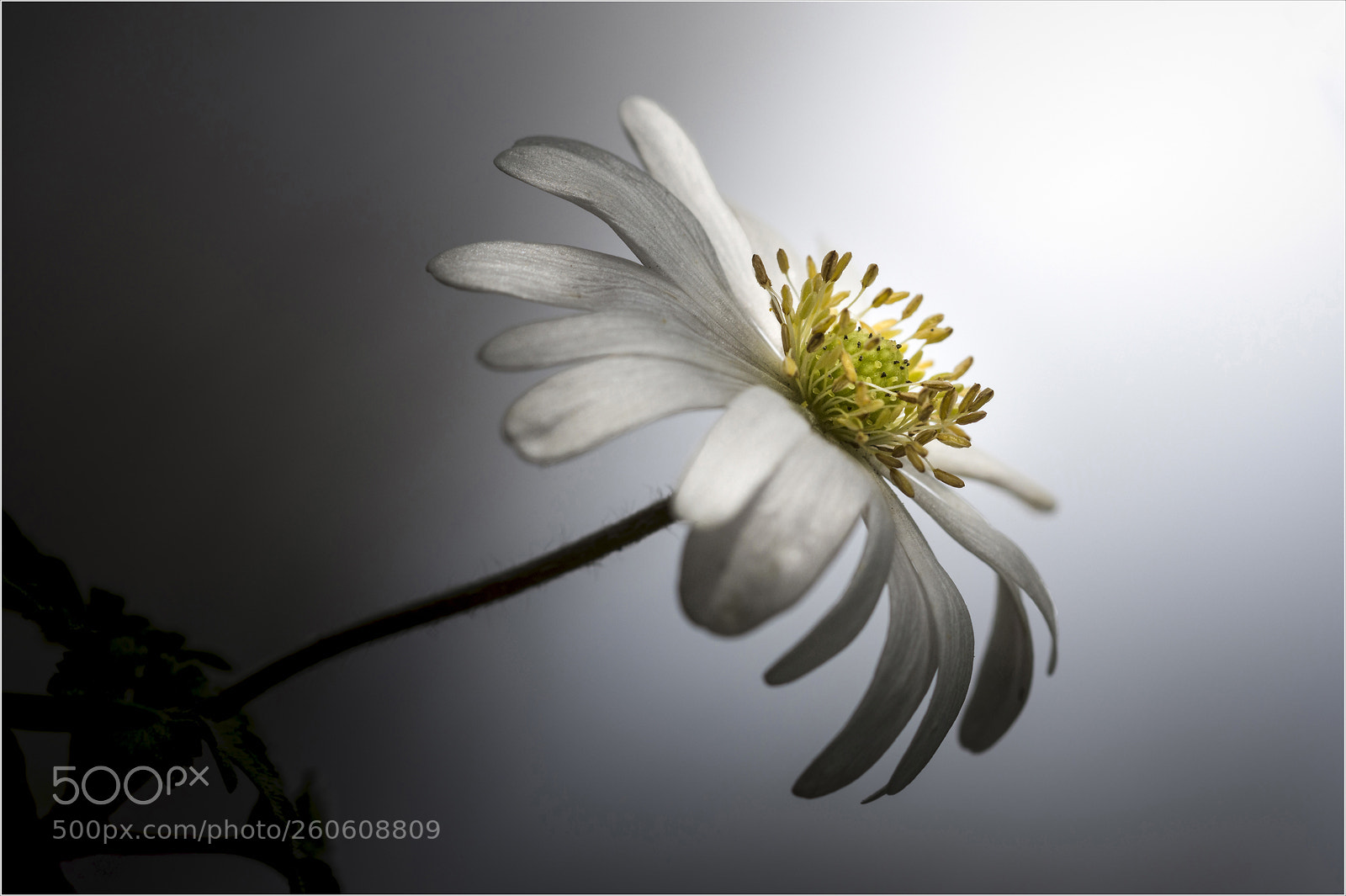 Nikon D7200 sample photo. An mone de gr photography