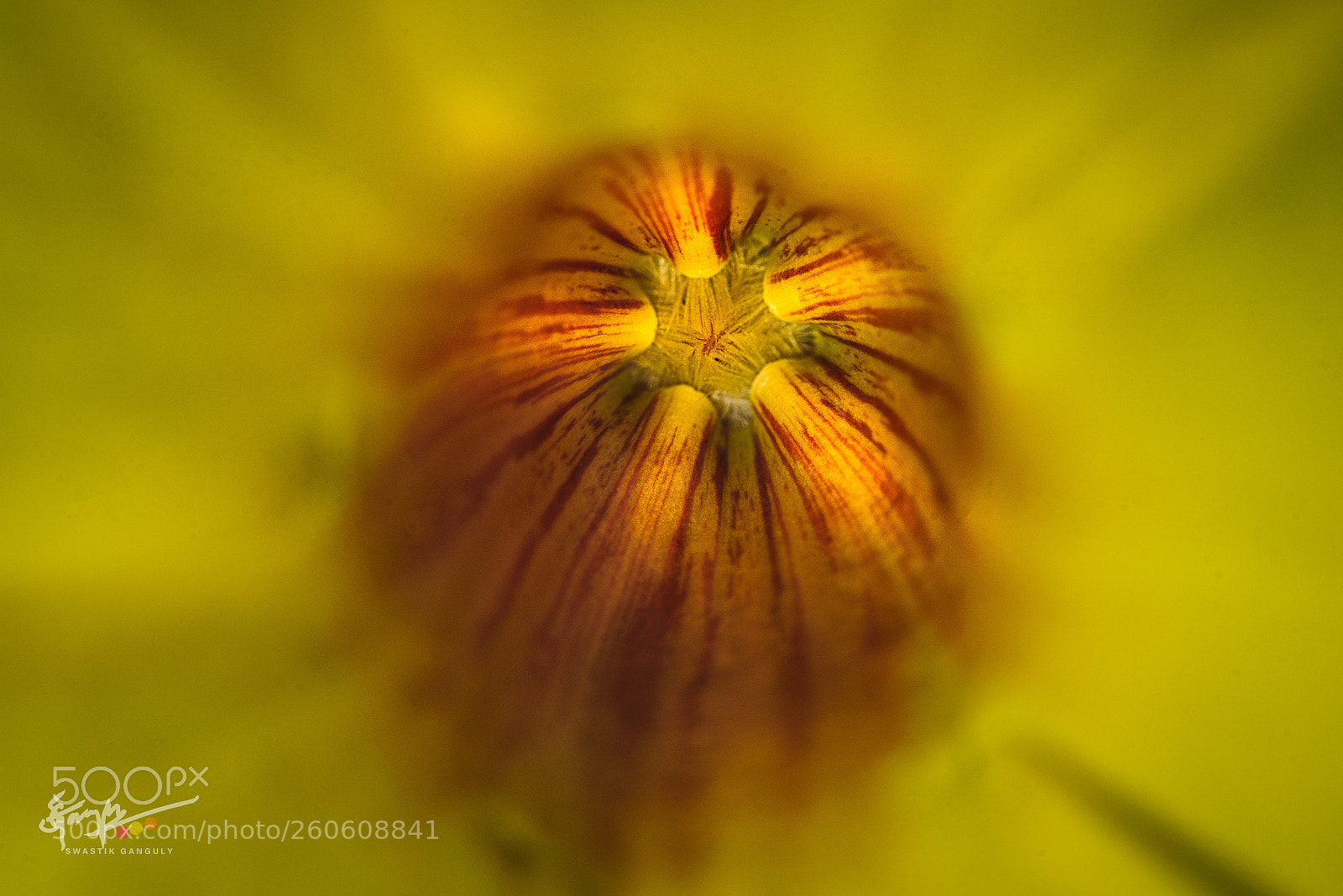 Nikon D750 sample photo. Heart of a flower! photography