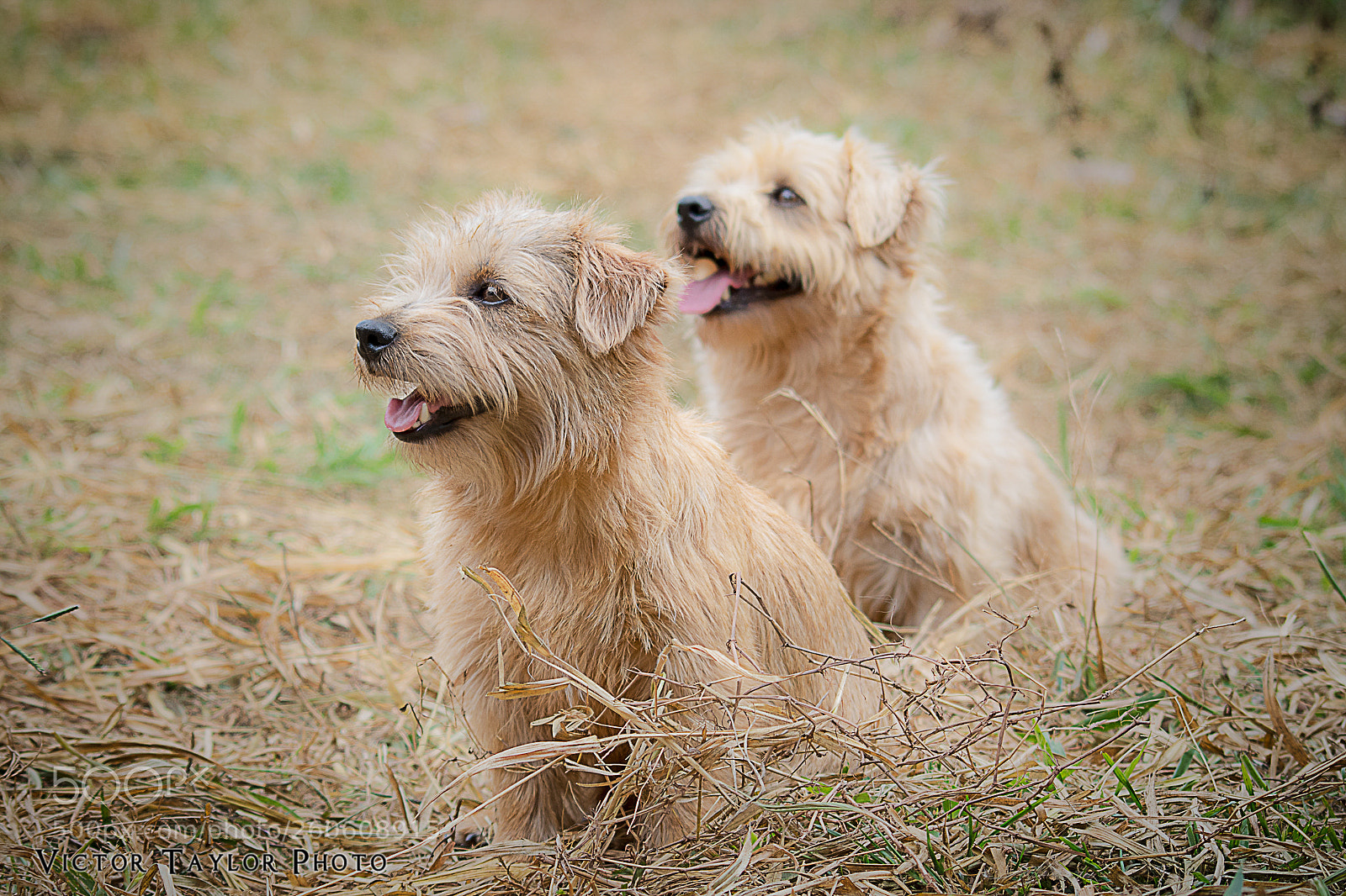 Nikon D7100 sample photo. Norfolks preview photography
