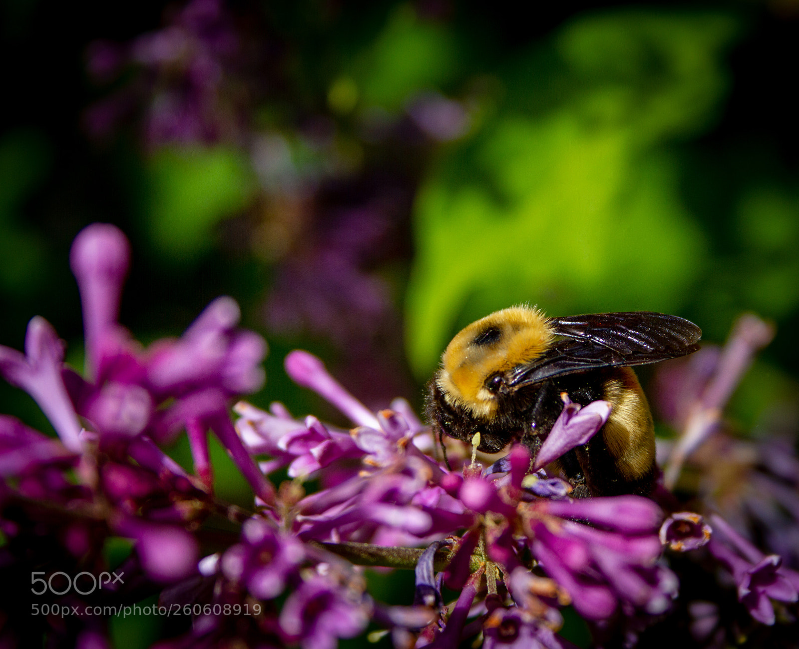 Canon EOS 7D sample photo. Big busy bumble bee photography