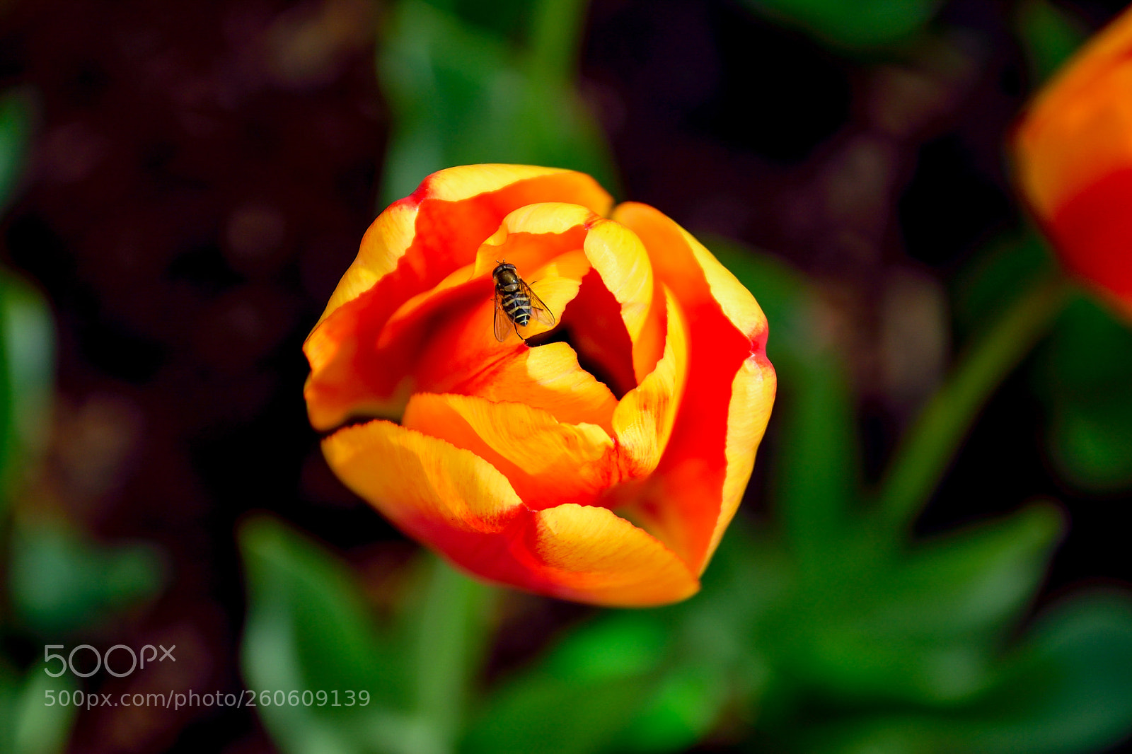 Nikon D5300 sample photo. Bee on tulip photography