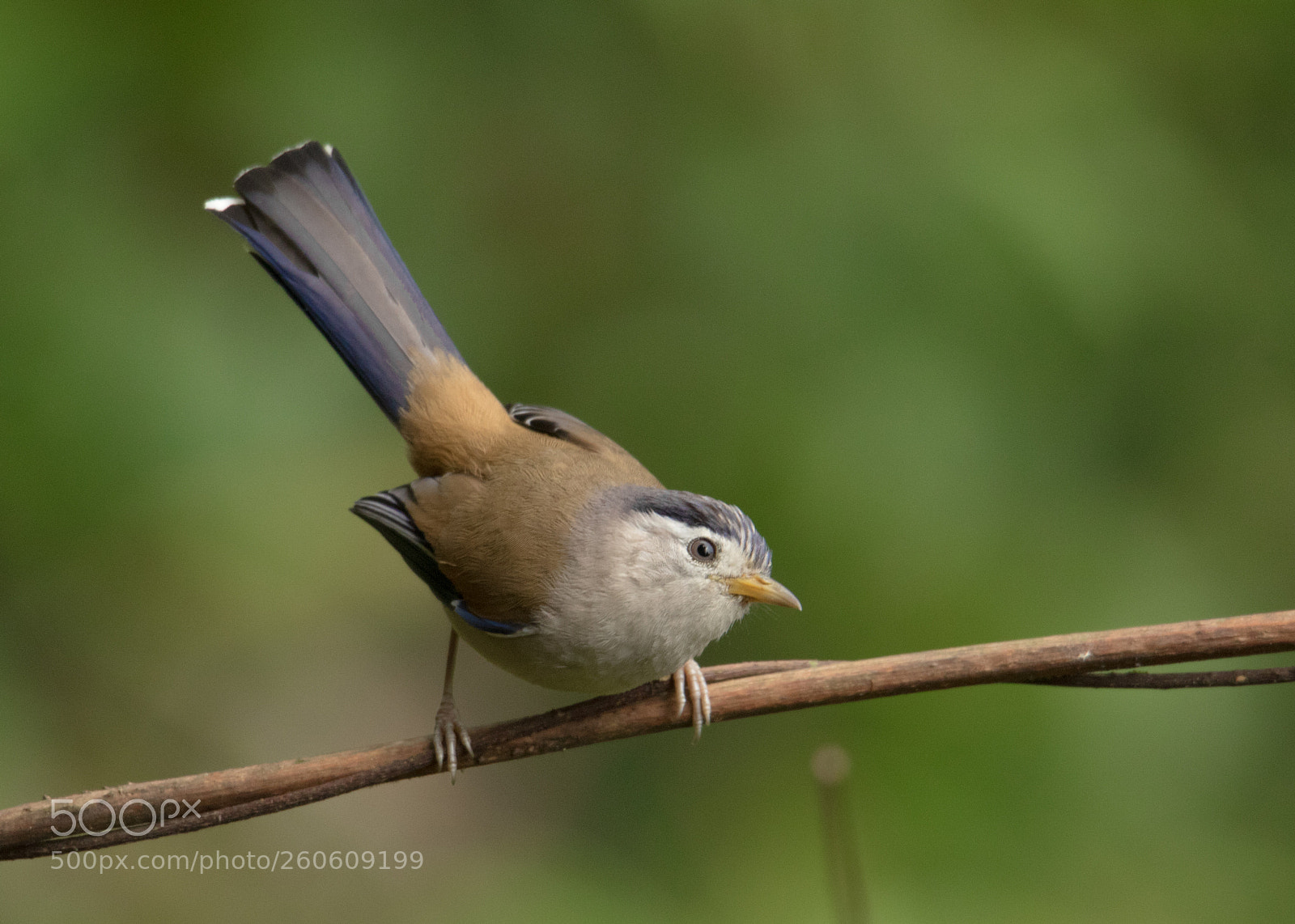 Canon EOS 7D Mark II sample photo. Blue winged siva. photography