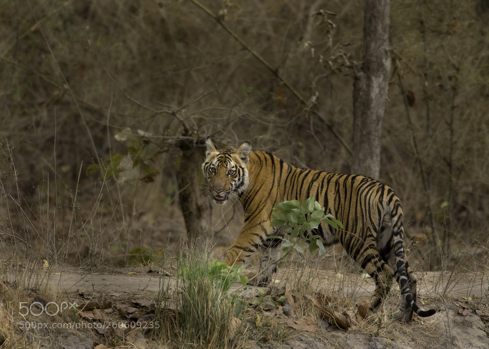 Canon EOS 7D Mark II sample photo. Royal bengal tiger sub photography