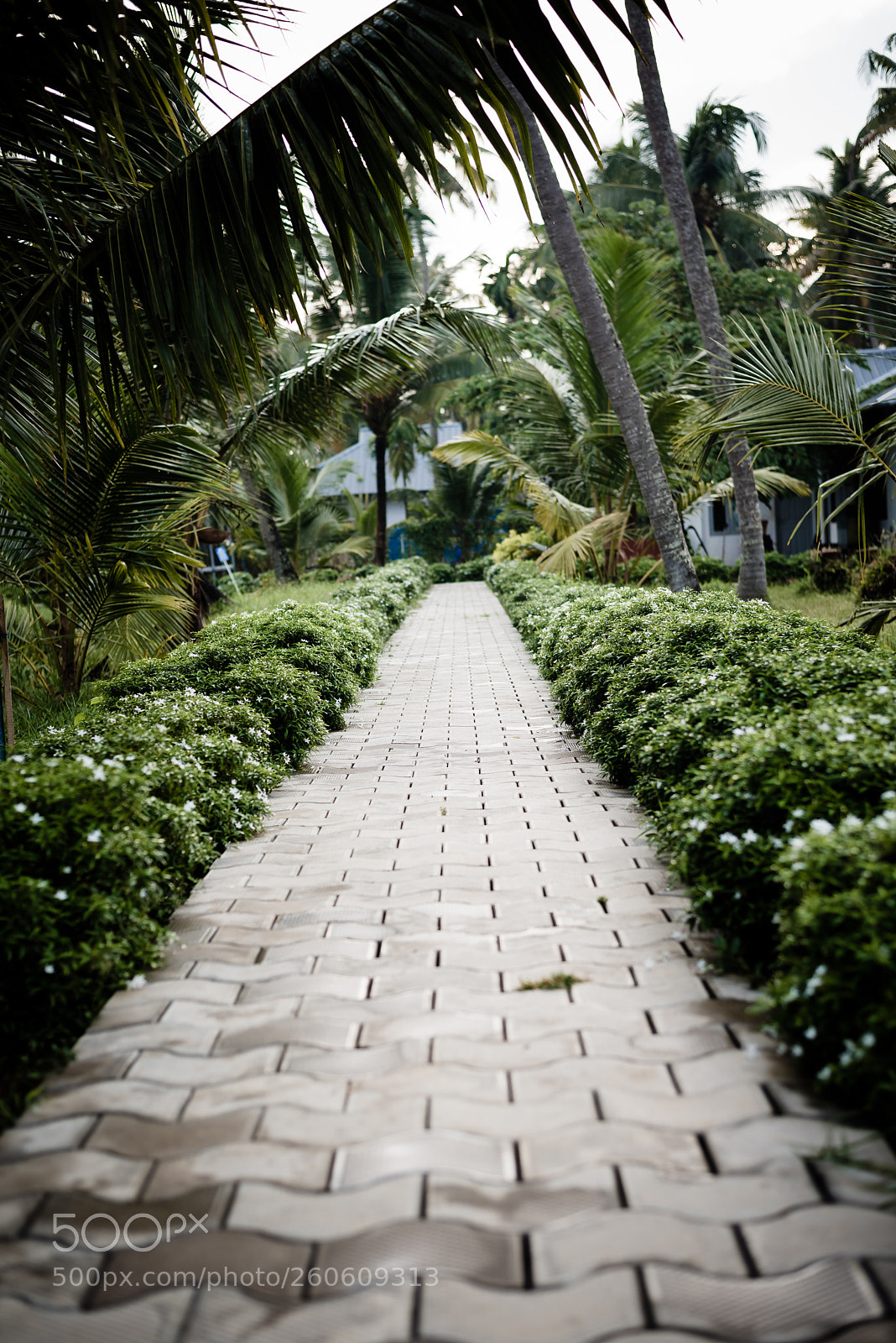Nikon D750 sample photo. The path photography