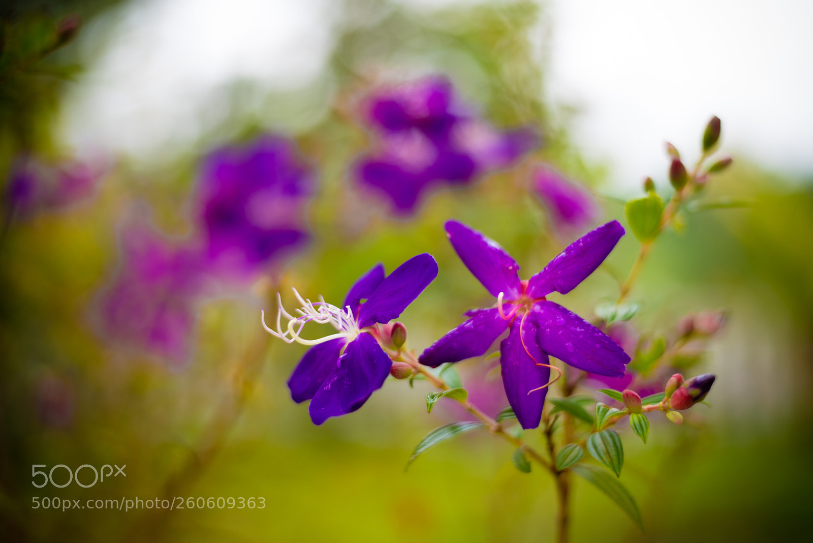Nikon D750 sample photo. The blurred flowers photography