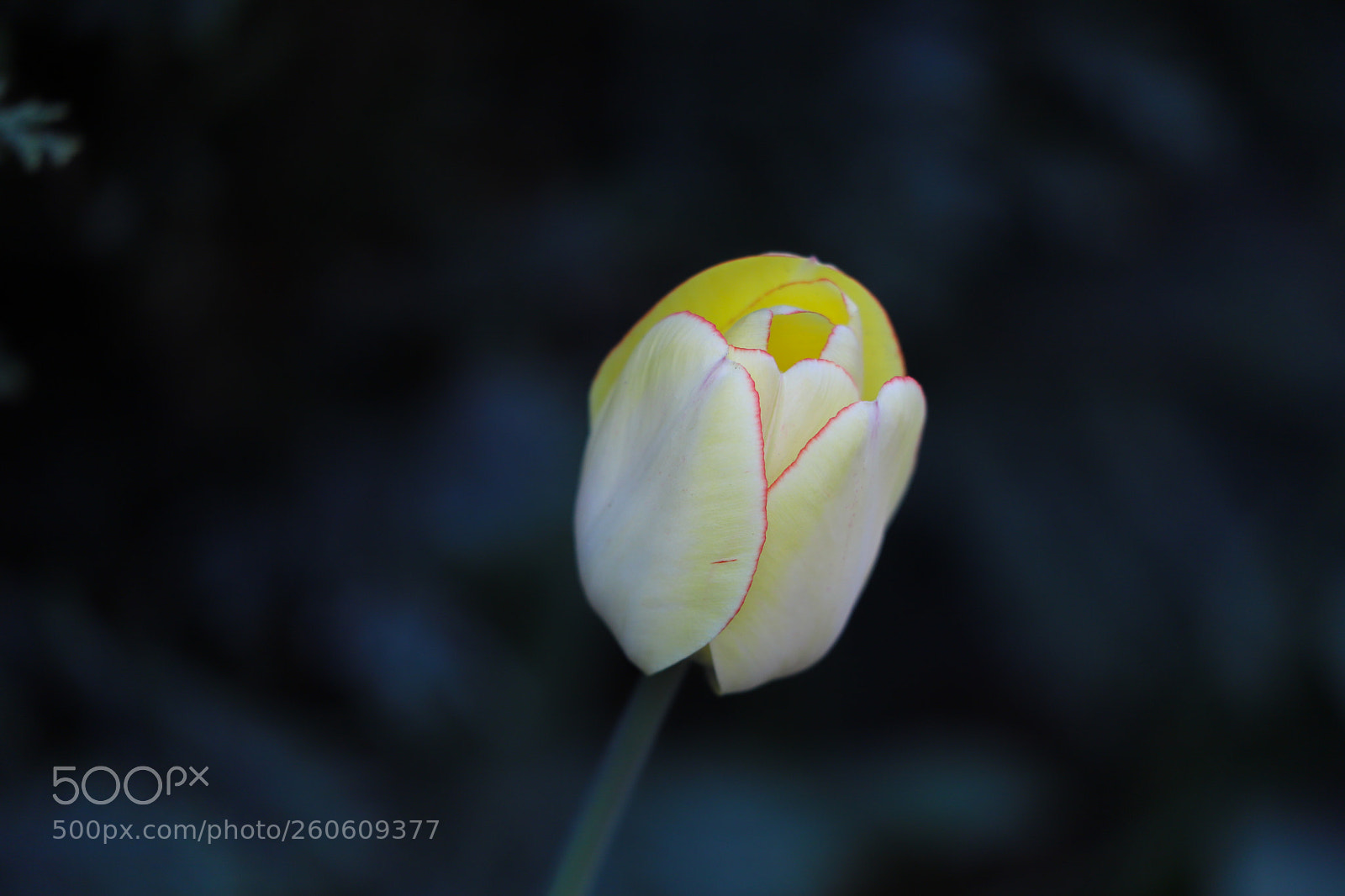 Canon EOS 6D Mark II sample photo. One tulip photography
