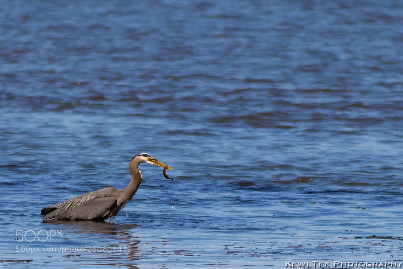 Canon EOS 80D sample photo. Heron eats fish photography