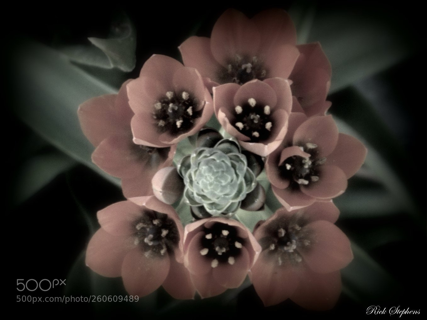 Nikon D5200 sample photo. Soft and beautiful photography