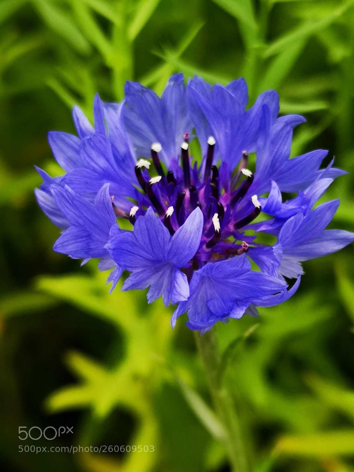 HUAWEI CLT-L09 sample photo. Wild flowers photography