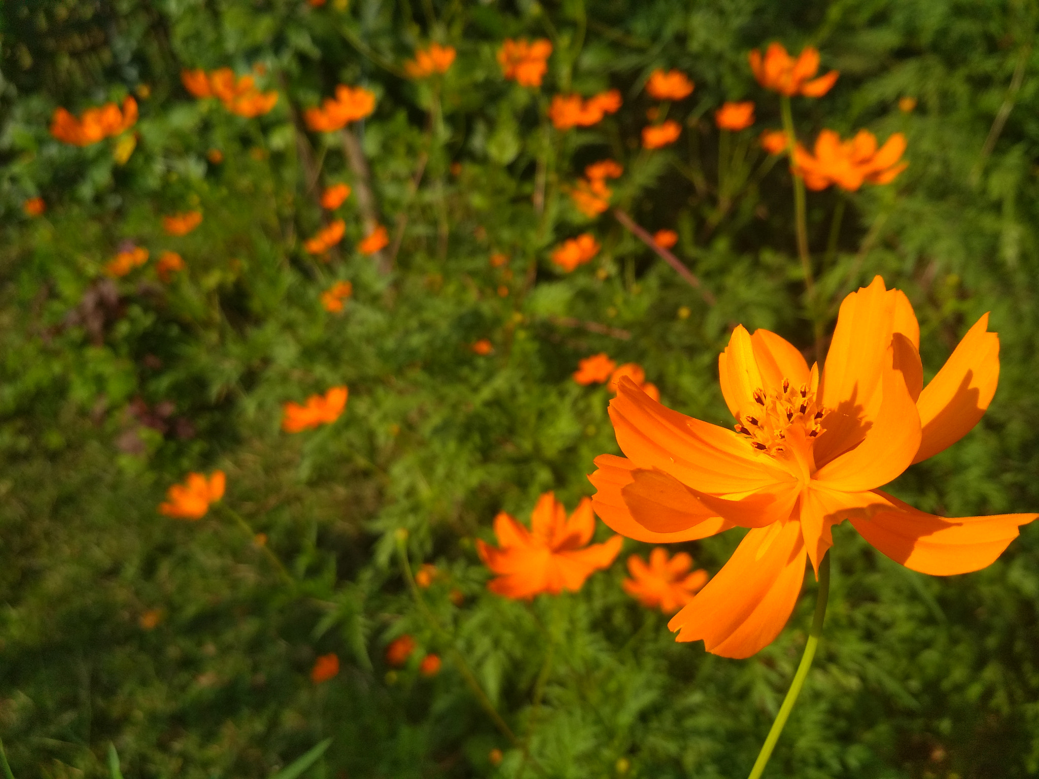 Xiaomi Redmi 4 Pro sample photo. It has its own beauty photography