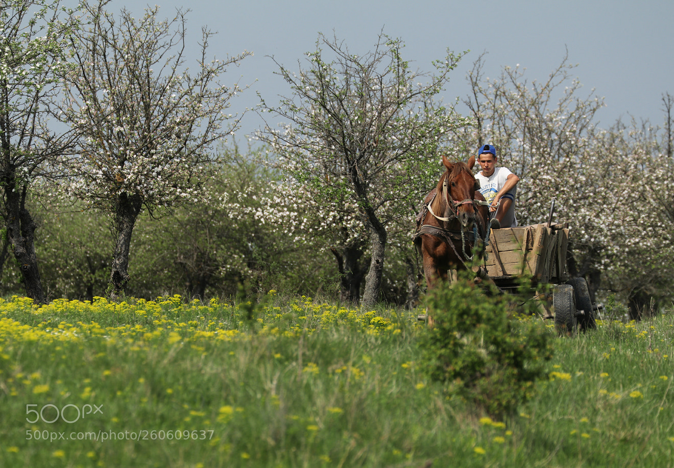 Canon EOS 80D sample photo. Springtime photography