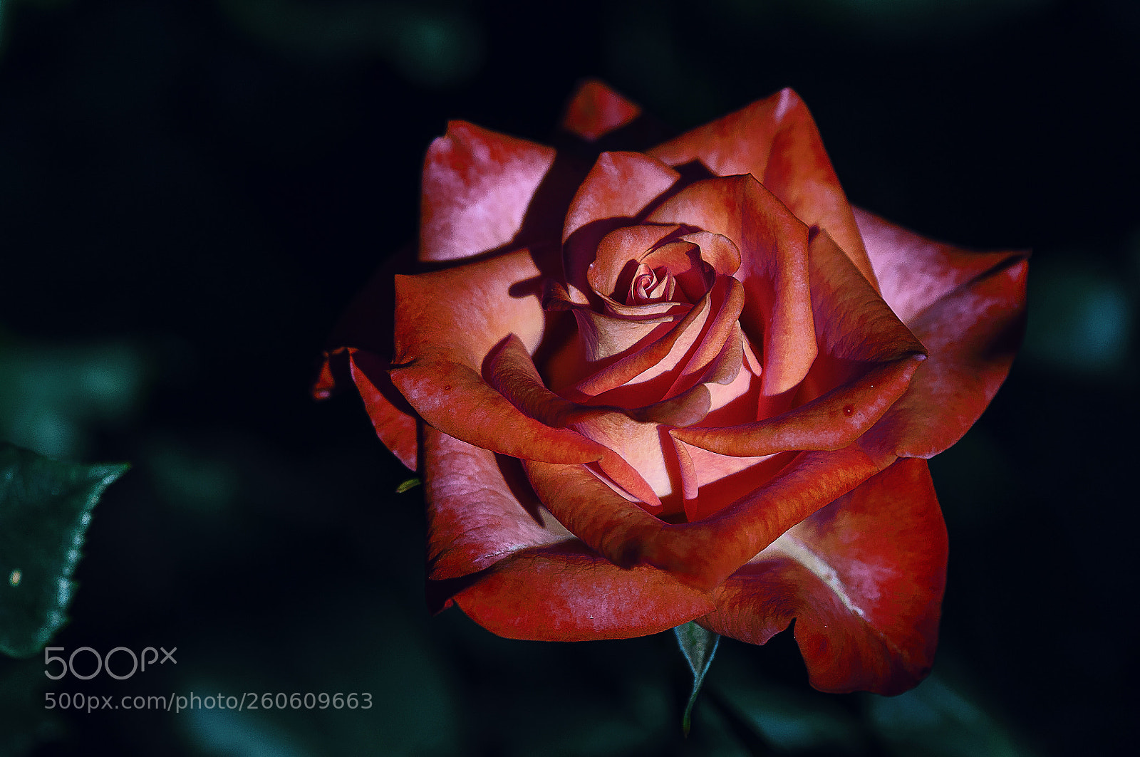 Nikon D300 sample photo. Красная роза photography