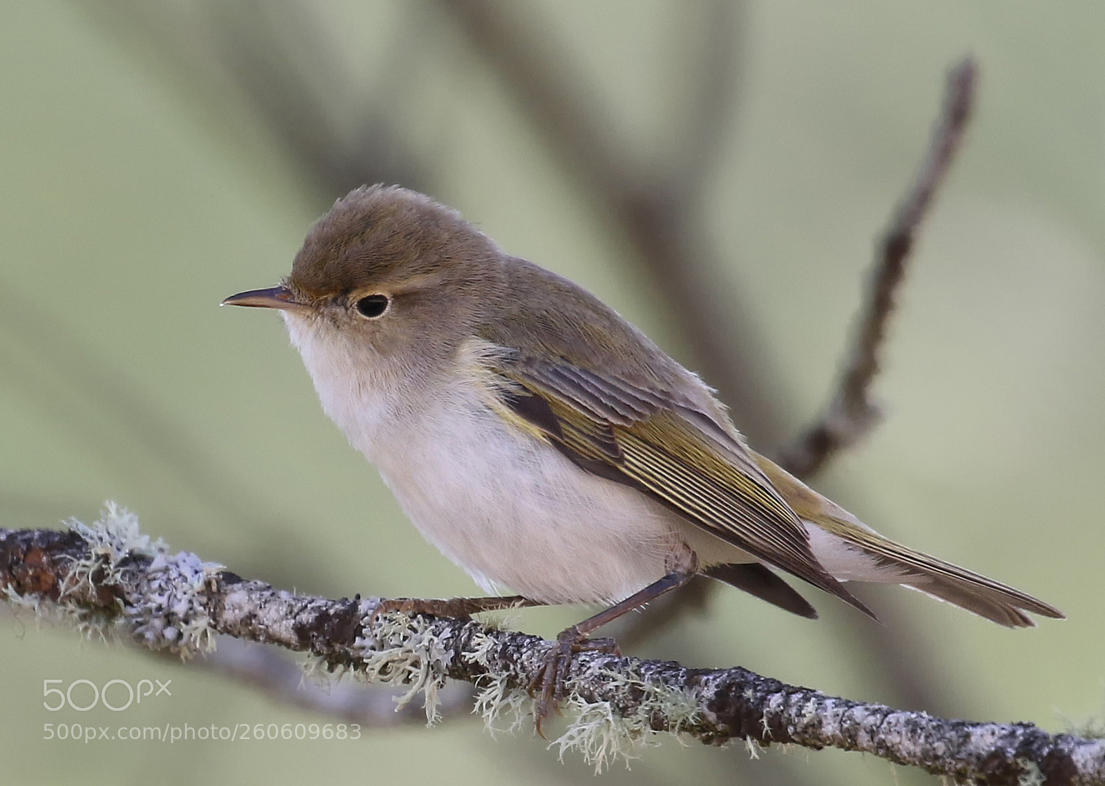 Canon EOS 7D Mark II sample photo. Willow warbler photography