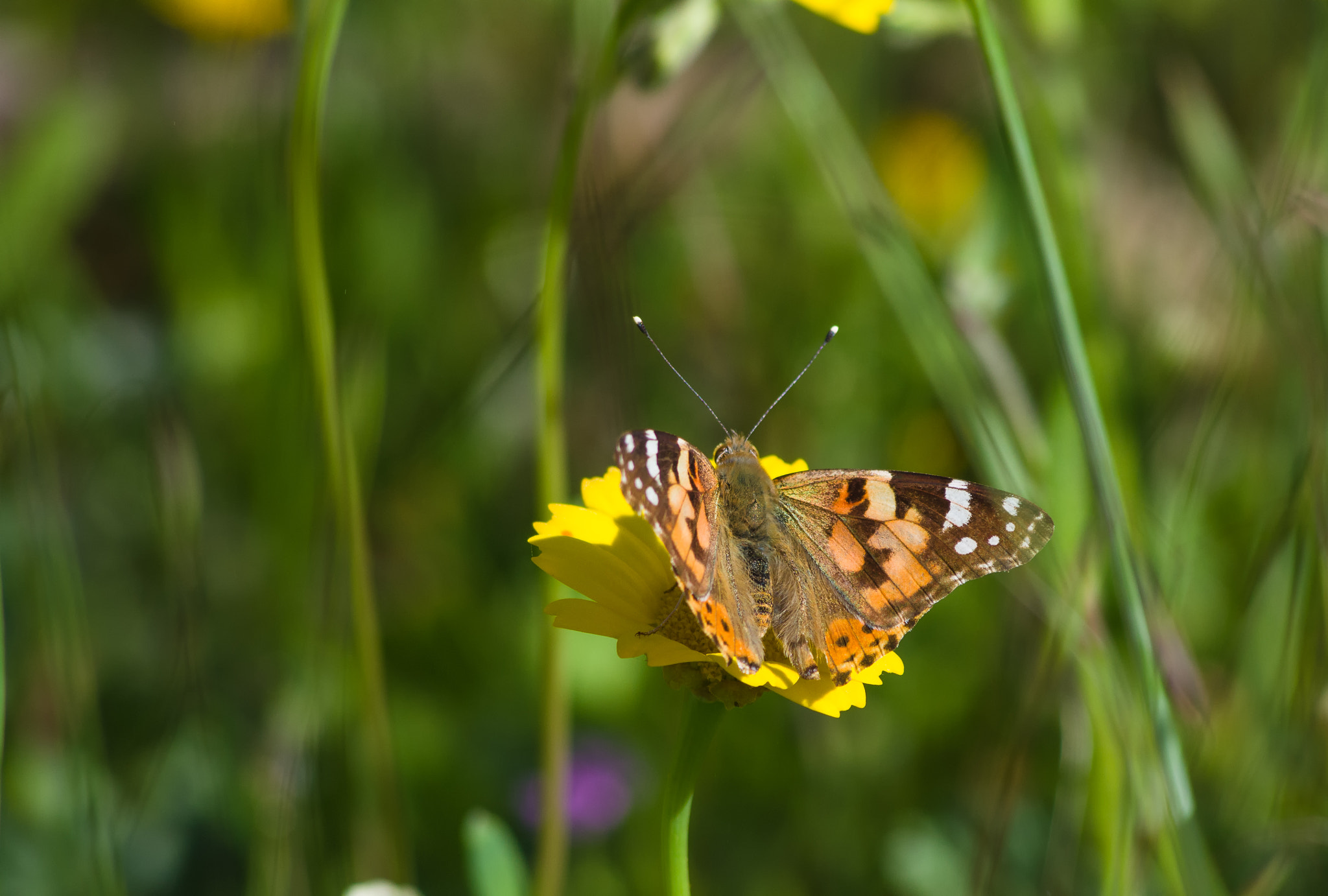 Pentax K-5 IIs sample photo. Mariposa photography