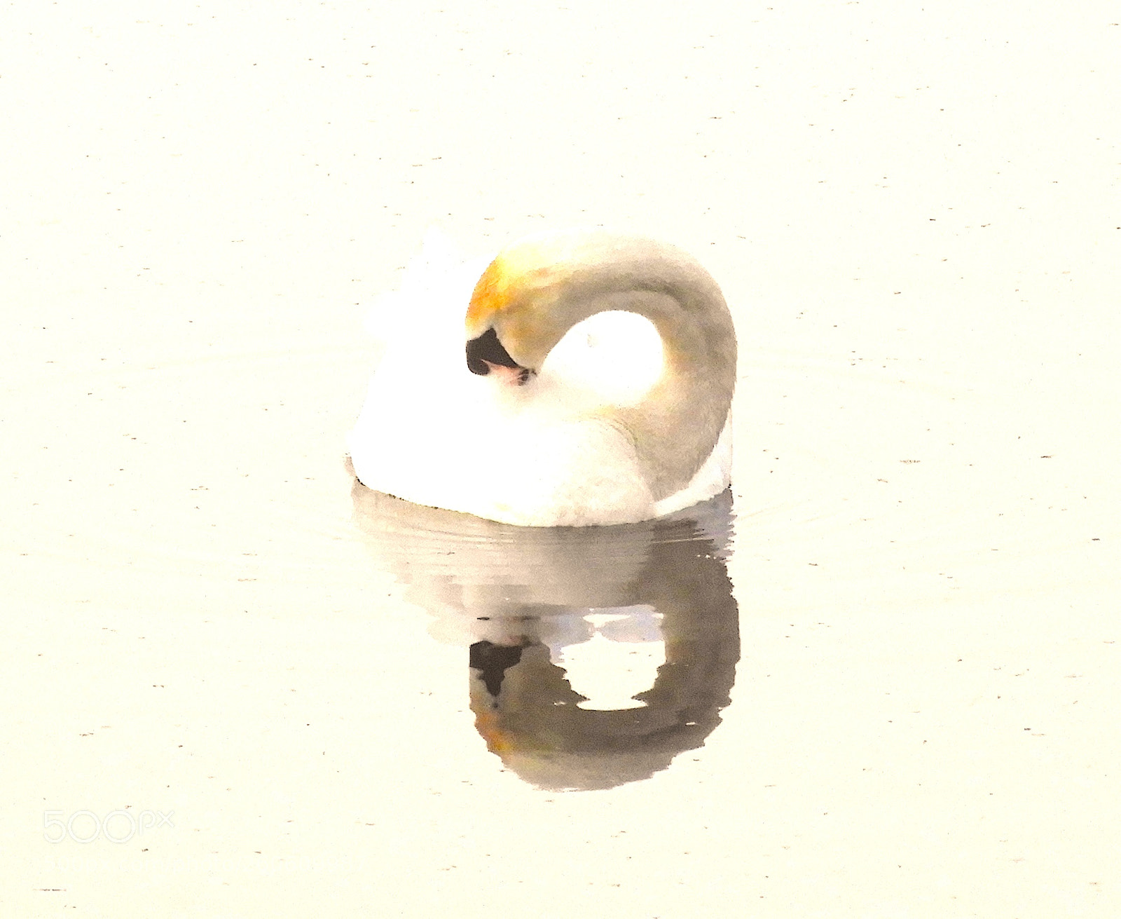 Nikon Coolpix B700 sample photo. Swan mirror photography