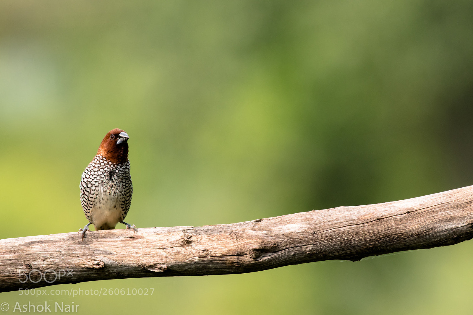 Nikon D500 sample photo. Scaly breasted munia photography