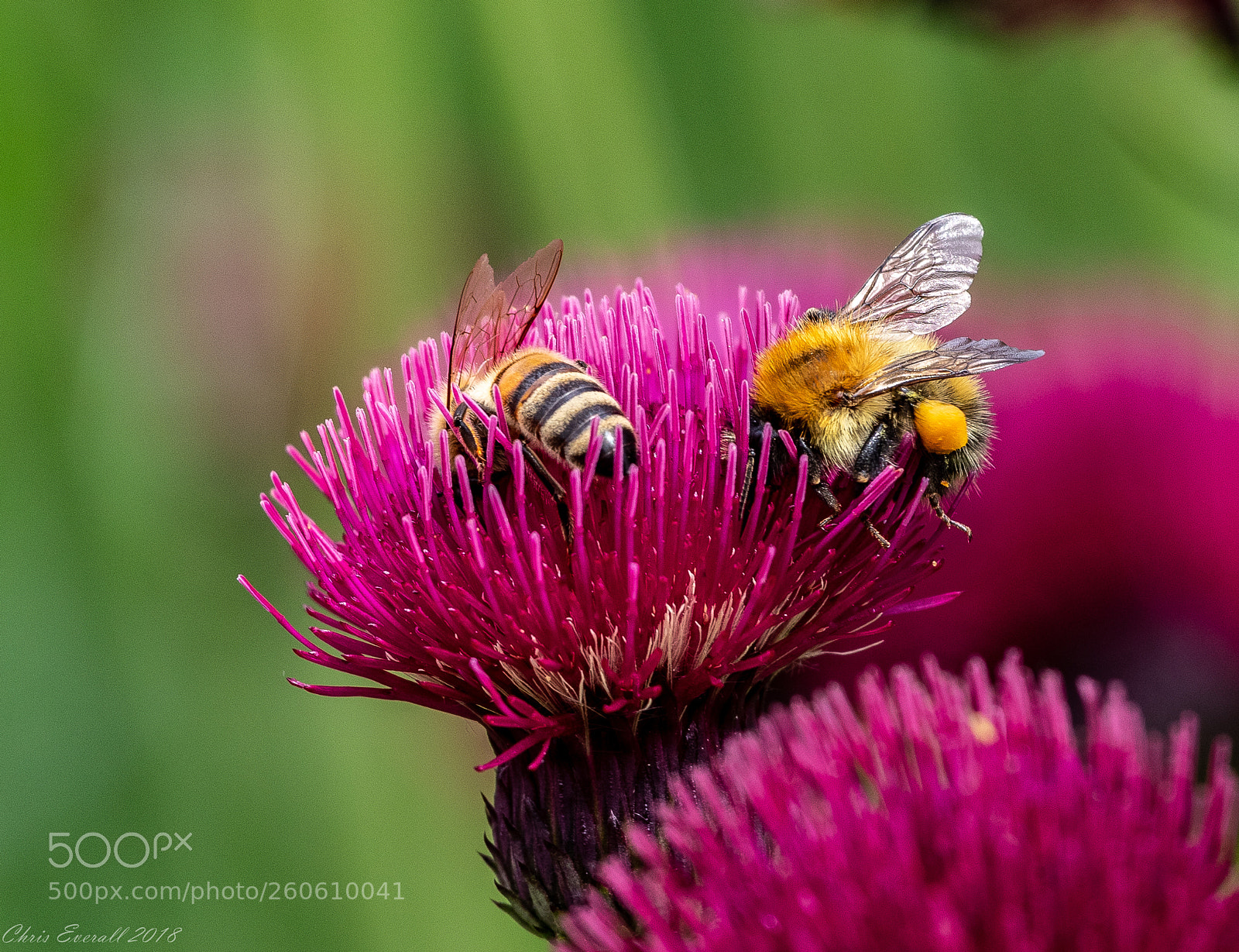 Canon EOS 77D (EOS 9000D / EOS 770D) sample photo. A pair of bees. photography