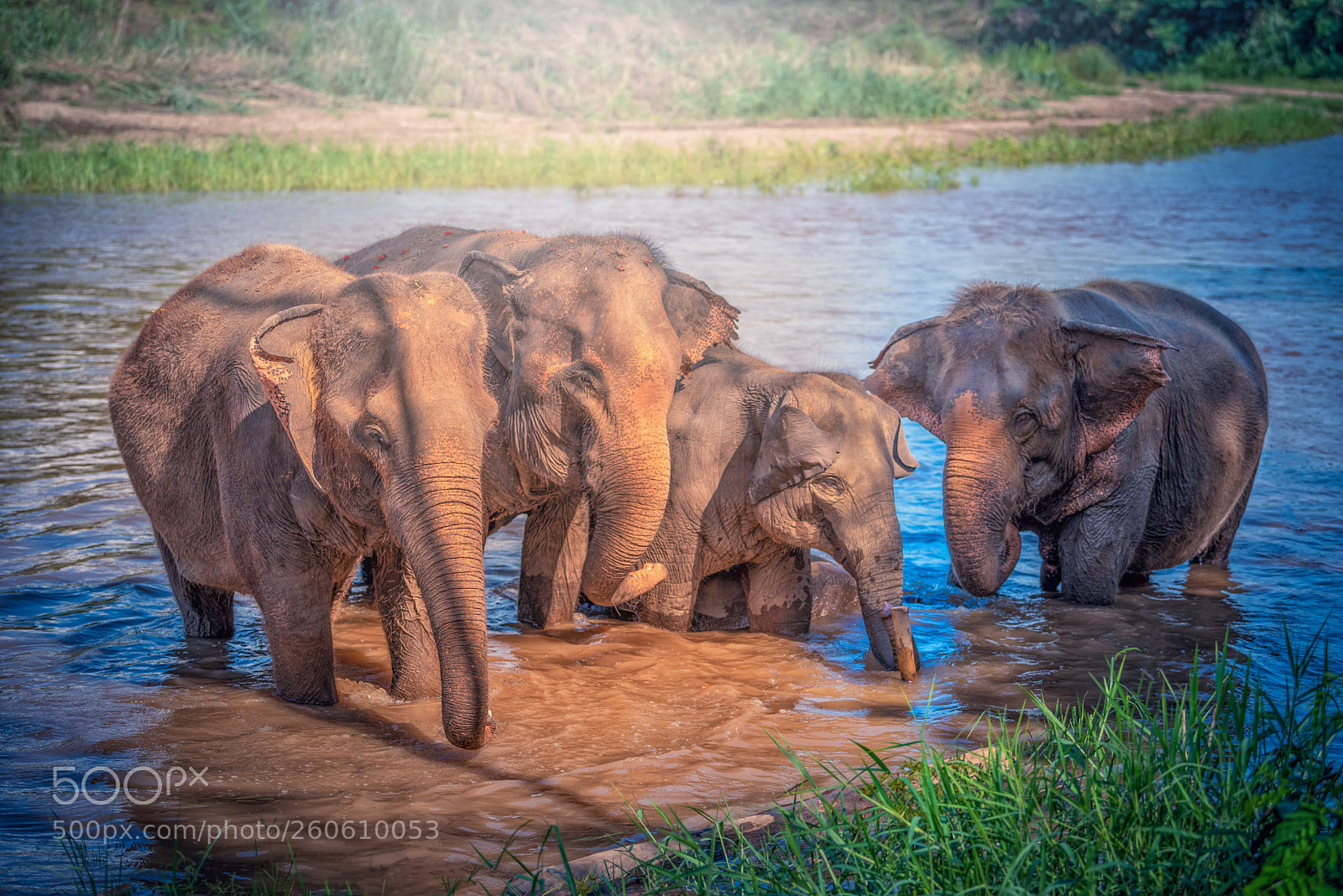 Nikon D750 sample photo. Family of elephants bathing photography