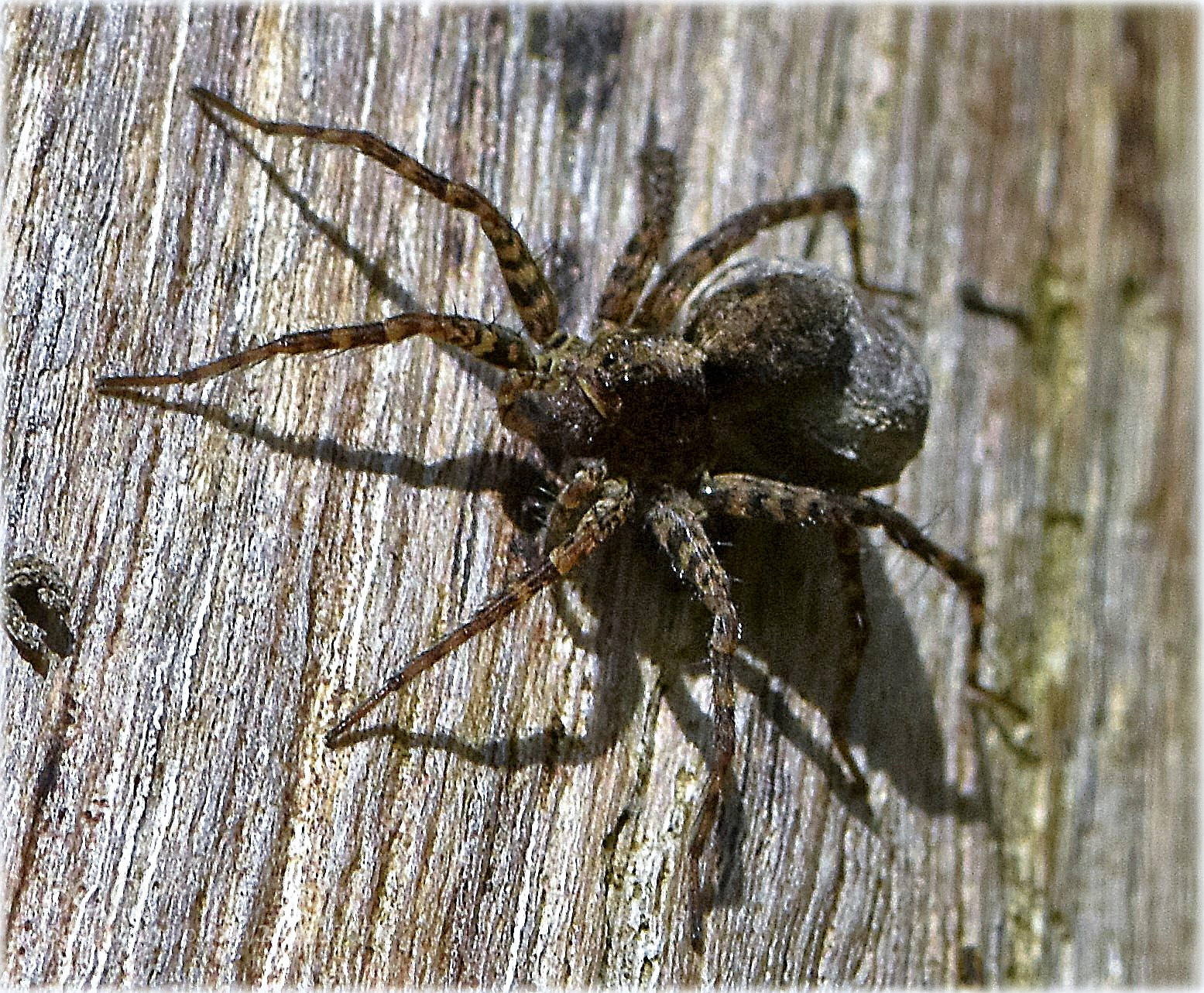 Nikon D7200 sample photo. "spider" photography