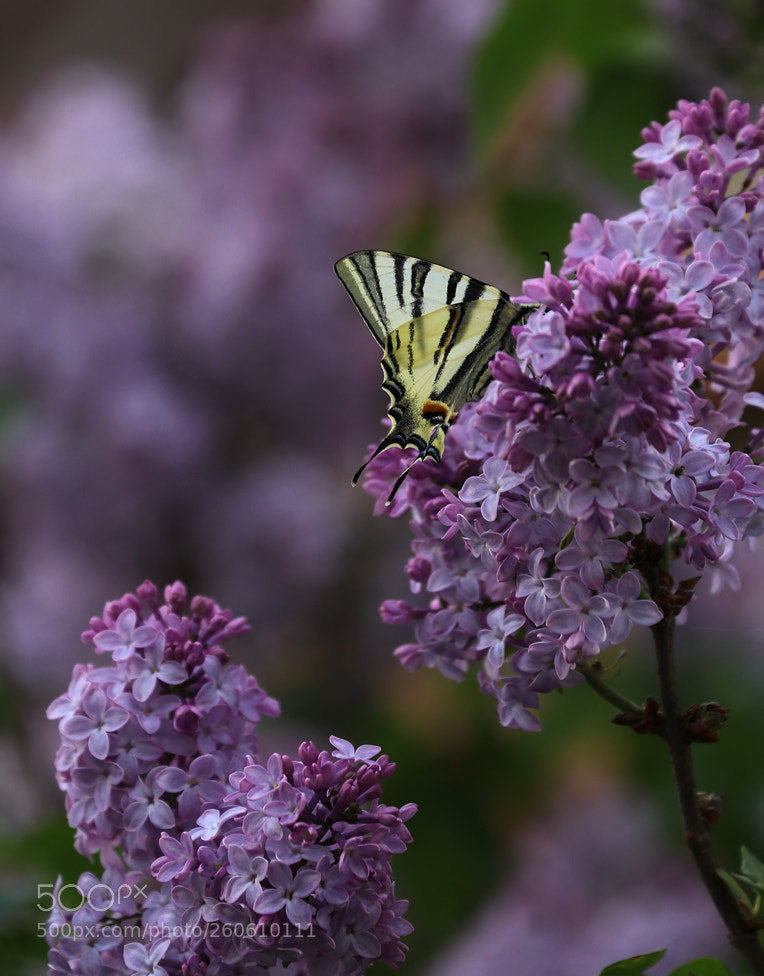 Canon EOS 80D sample photo. Color spring photography