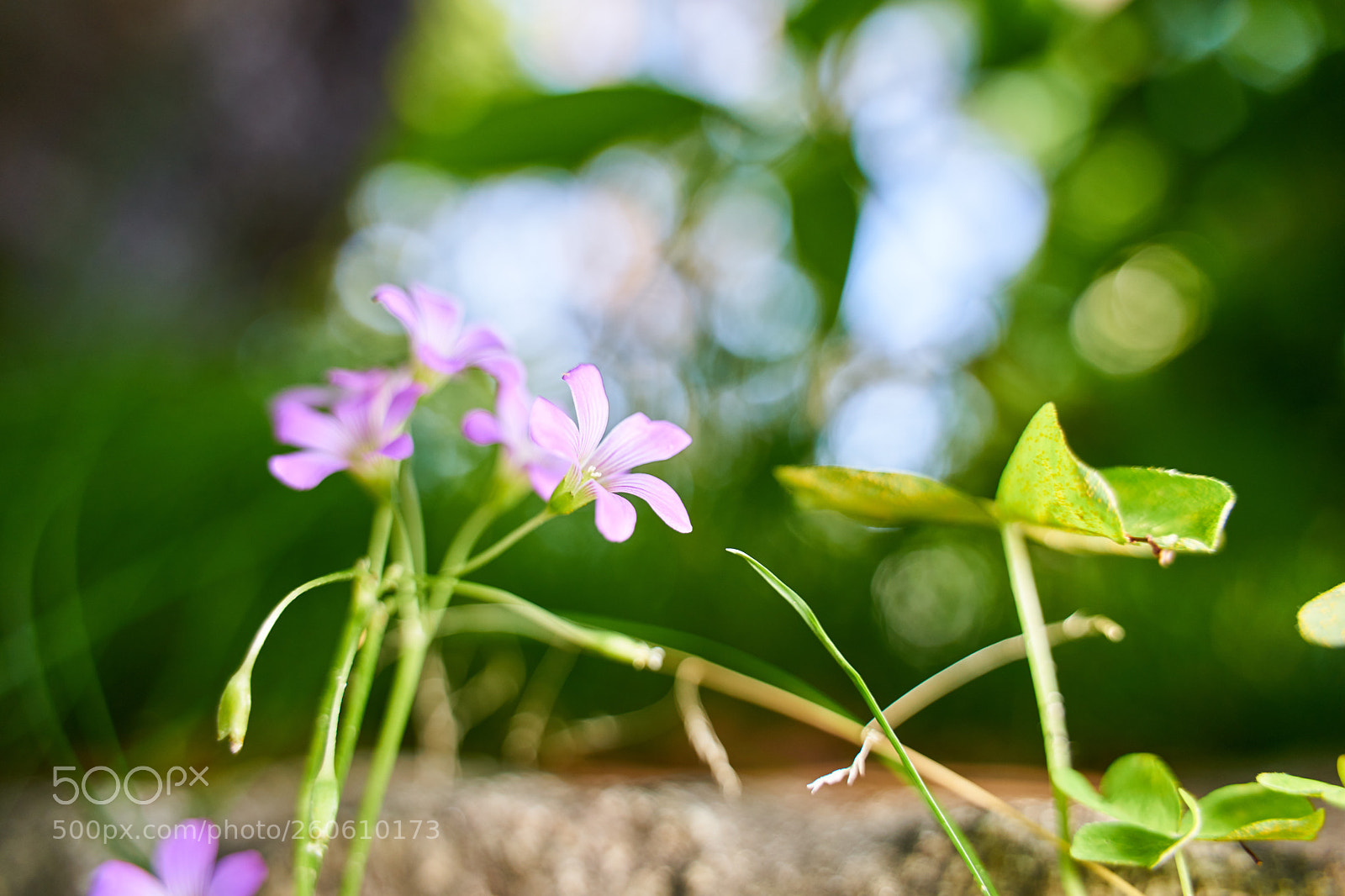 Sony a7 II sample photo. Flower photography