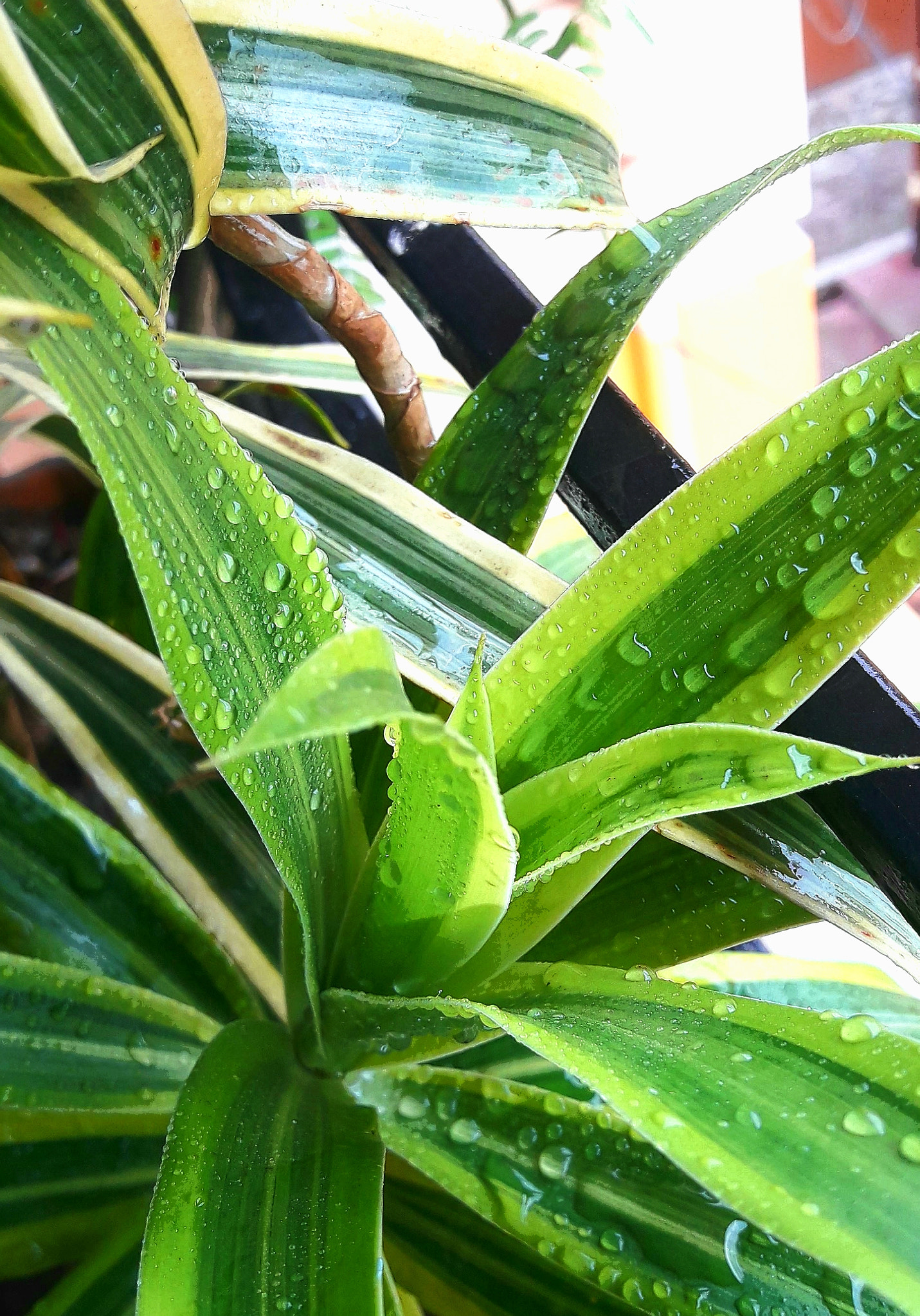 Samsung Galaxy J7 Neo sample photo. Green leaf ..waterlily... photography