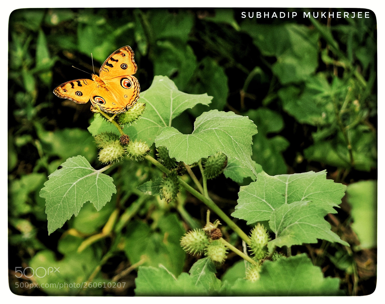 Nikon D3300 sample photo. Untitled photography