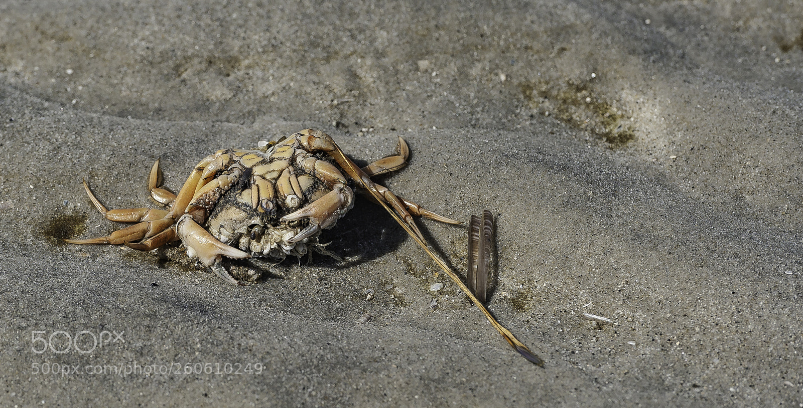 Nikon D700 sample photo. "shell in the sand" photography