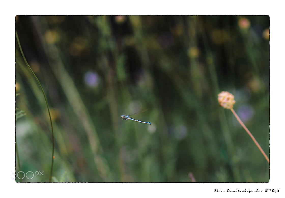Nikon D7000 sample photo. I spotted a blue photography